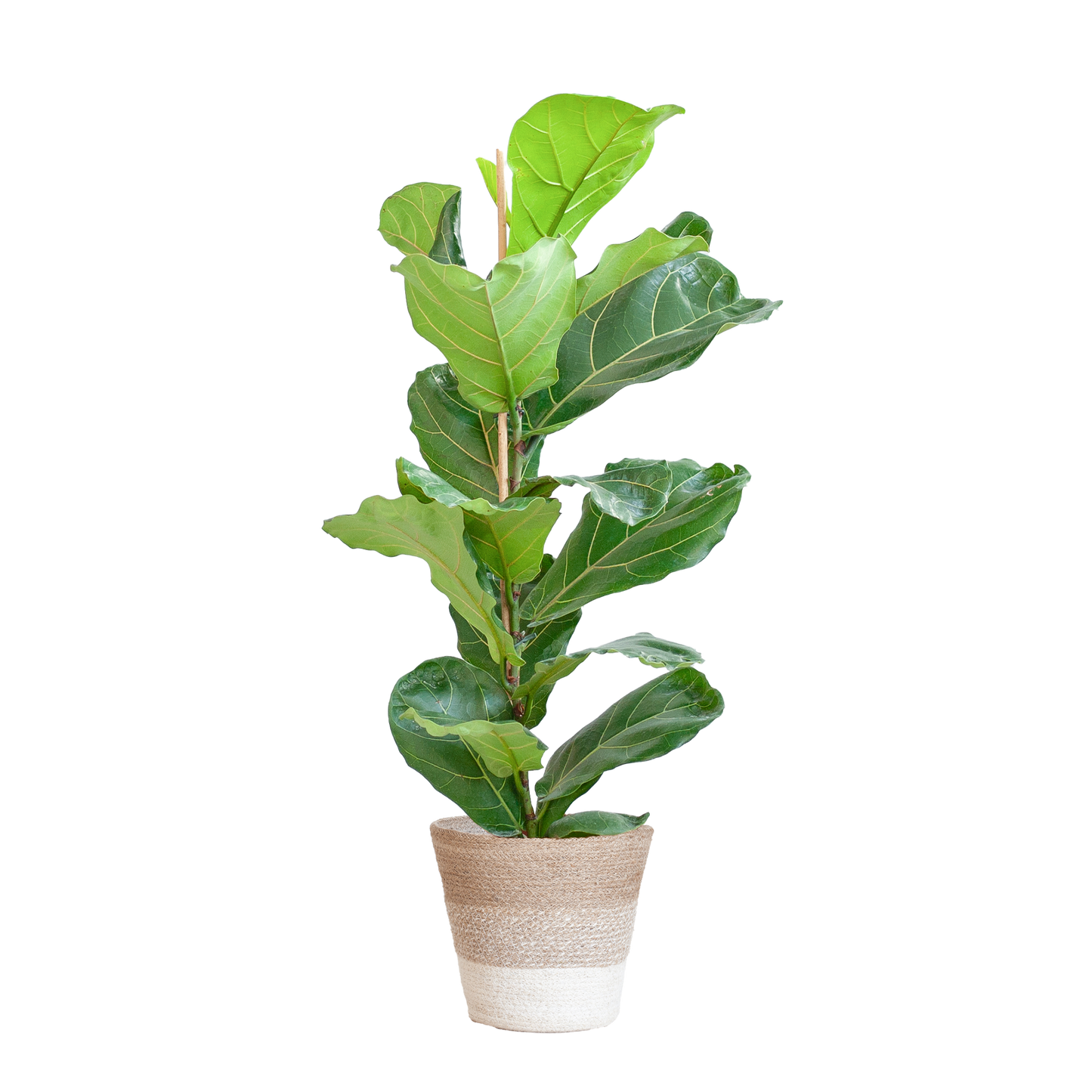 Ficus Lyrata mit Korb Lissabon weiß - 80cm - Ø21