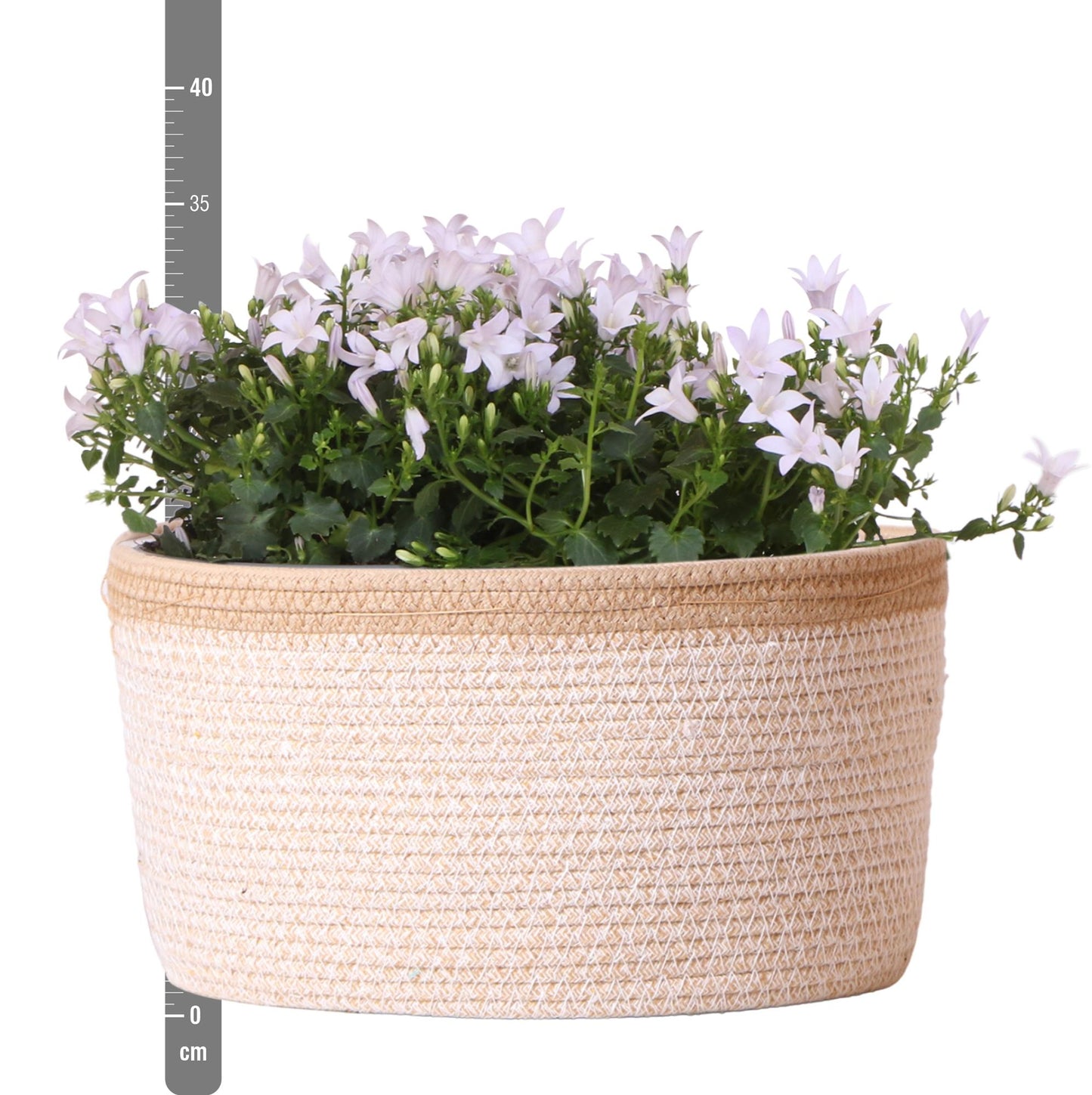Campanula Addenda Ambella weiß - Baumwollschale mit Campanula mit Bewässerungssystem - 3 Stück - Glockenblume weiß - Topfgröße 12cm - indoor & outdoor