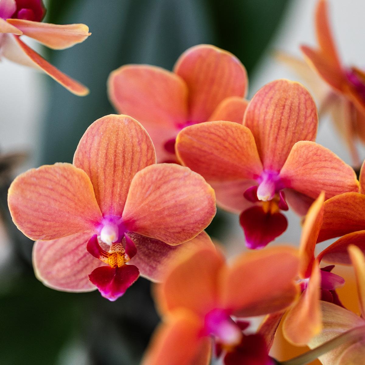Kolibri Orchids | Orange Phalaenopsis Orchidee - Mineral Bolzano + Bubble Topf weiß - Topfgröße Ø9cm | blühende Zimmerpflanze - frisch vom Züchter
