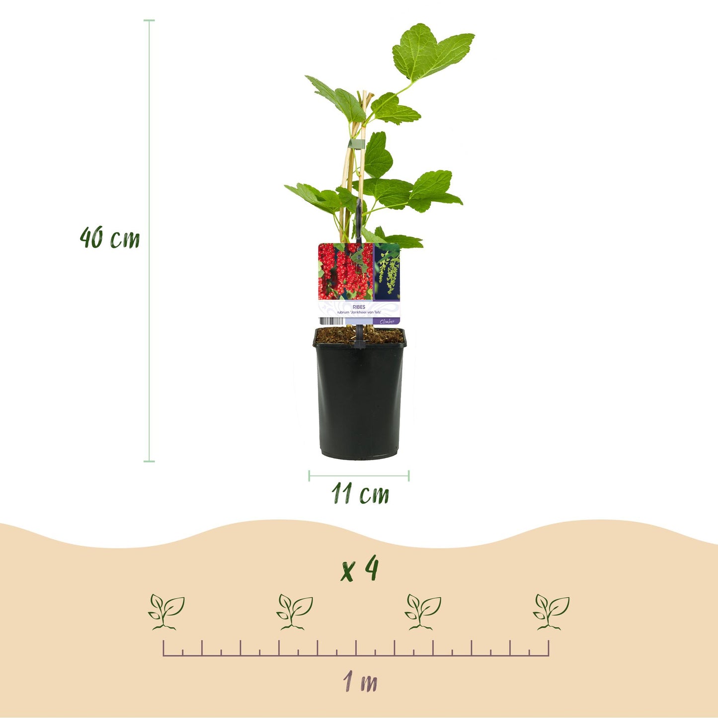GreenboutiQ - Obstpflanzenmix - Rote Johannisbeere, Rote Himbeere, Schwarze Brombeere - 3 Pflanzen - Topf 11cm Höhe 40cm