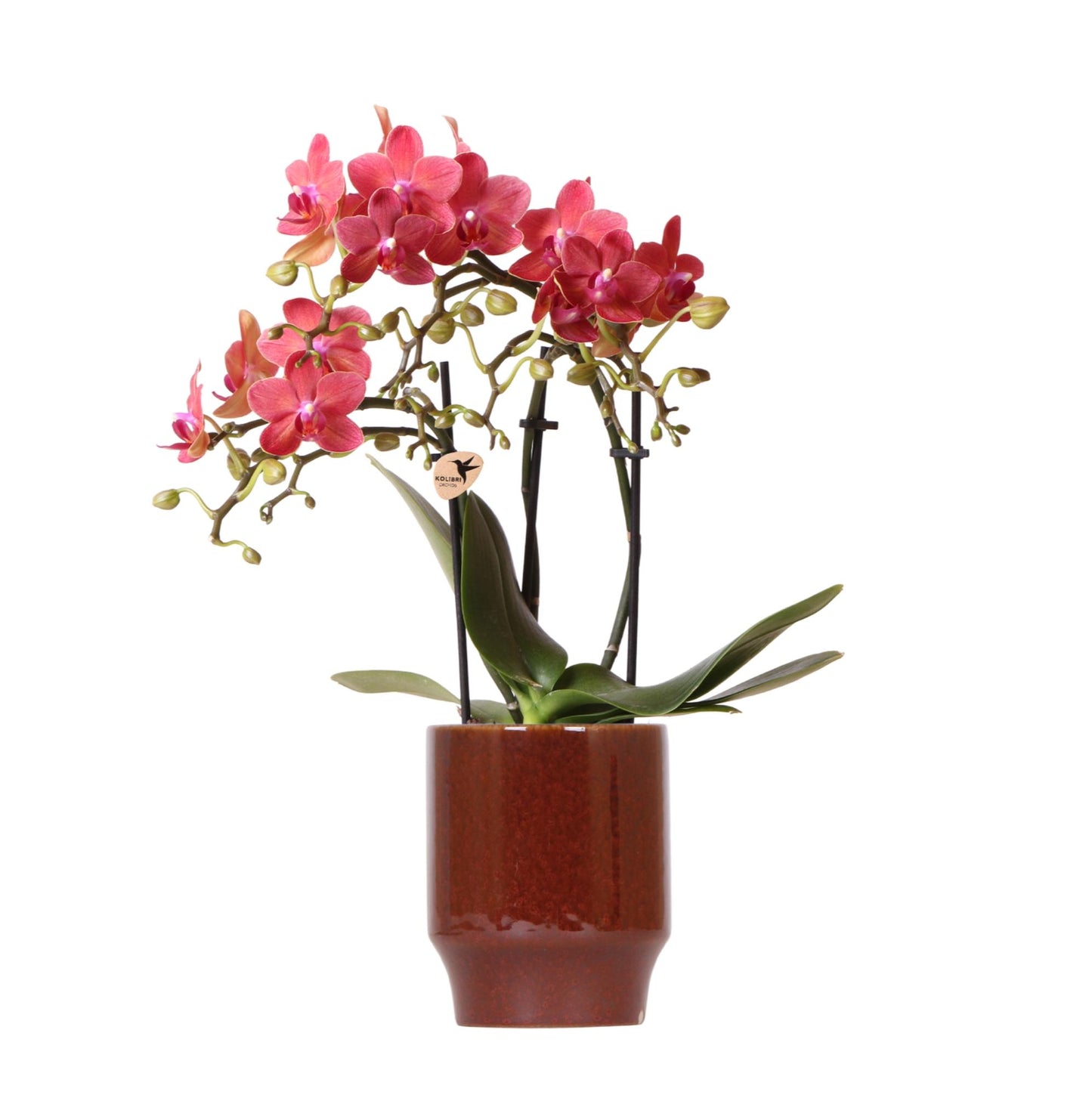 Kolibri Orchids | rote Phalaenopsis-Orchidee - Congo + Classy red- Topfgröße Ø9cm | blühende Zimmerpflanze - frisch vom Züchter