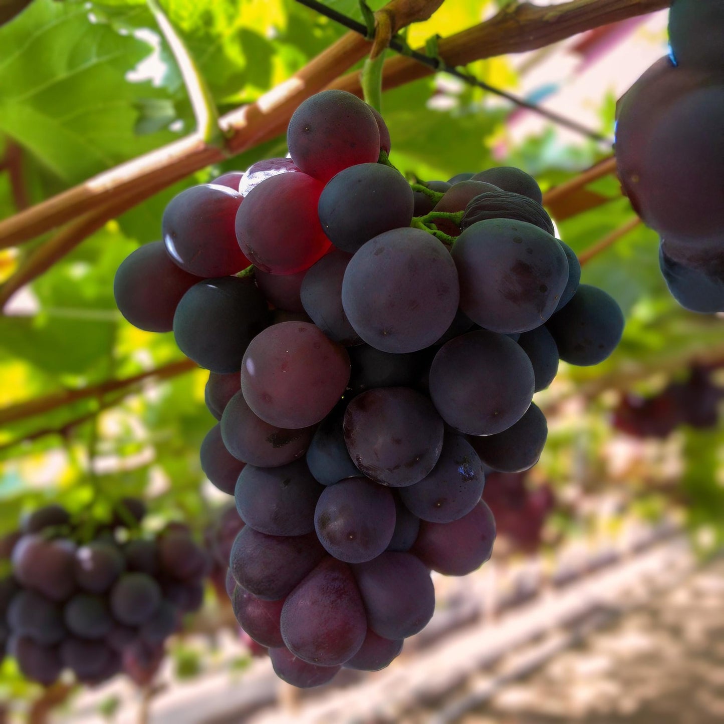 GreenboutiQ - Obstpflanze - Lila Traube - Vitis vinifera Vanessa - Kernlos - 2 Pflanzen - Topf 15cm Höhe 50cm