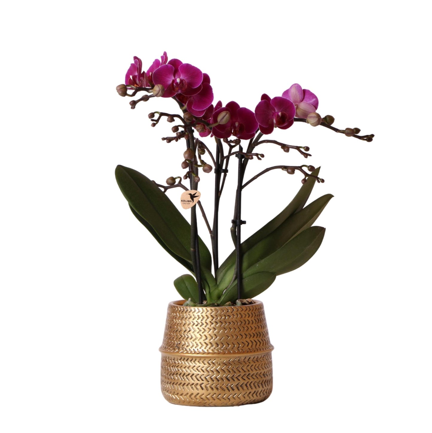 Kolibri Orchids | Lila Phalaenopsis Orchidee - Morelia + Groove Ziertopf gold - Topfgröße Ø9cm - 35cm hoch | blühende Zimmerpflanze - frisch vom Züchter