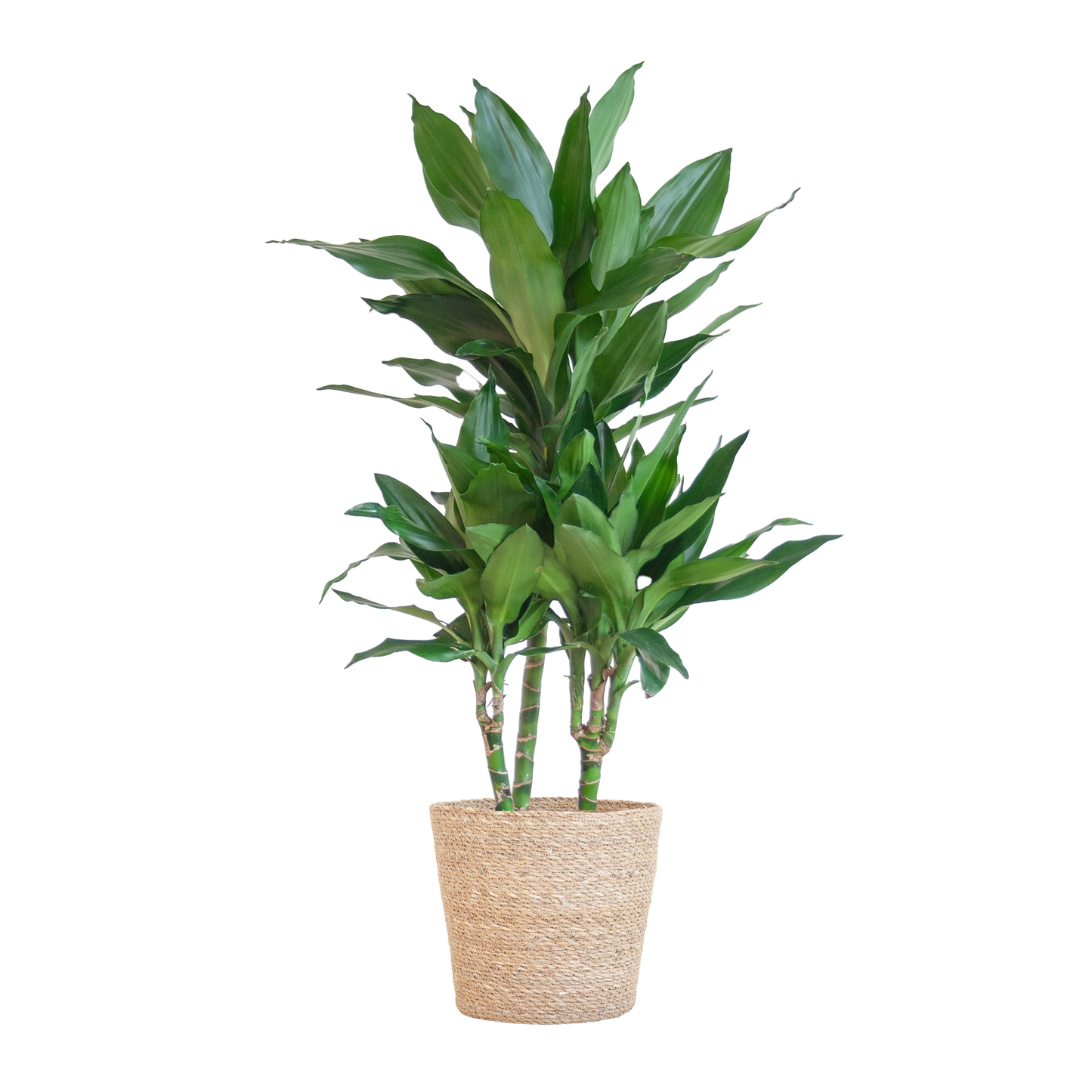 Dracaena Janet Lindt mit Sofia-Korb natur - 95cm - Ø21