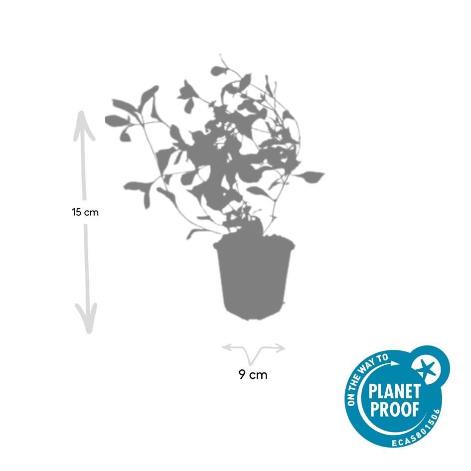 6x Ceratostigma plumbaginoides - ↕10-25cm - Ø9cm