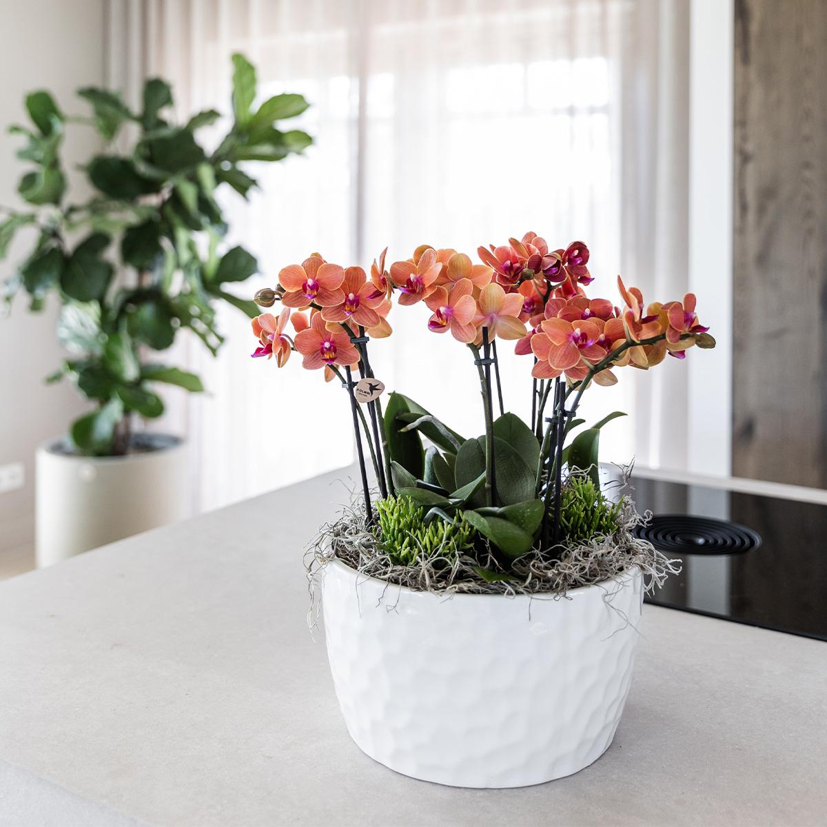 Kolibri Orchids | orangefarbenes Pflanzenset in Honigschale inkl. Wasserreservoir | drei orangefarbene Orchideen Bozen 9cm und drei Grünpflanzen | Dschungelstrauß orange mit autarkem Wasserreservoir
