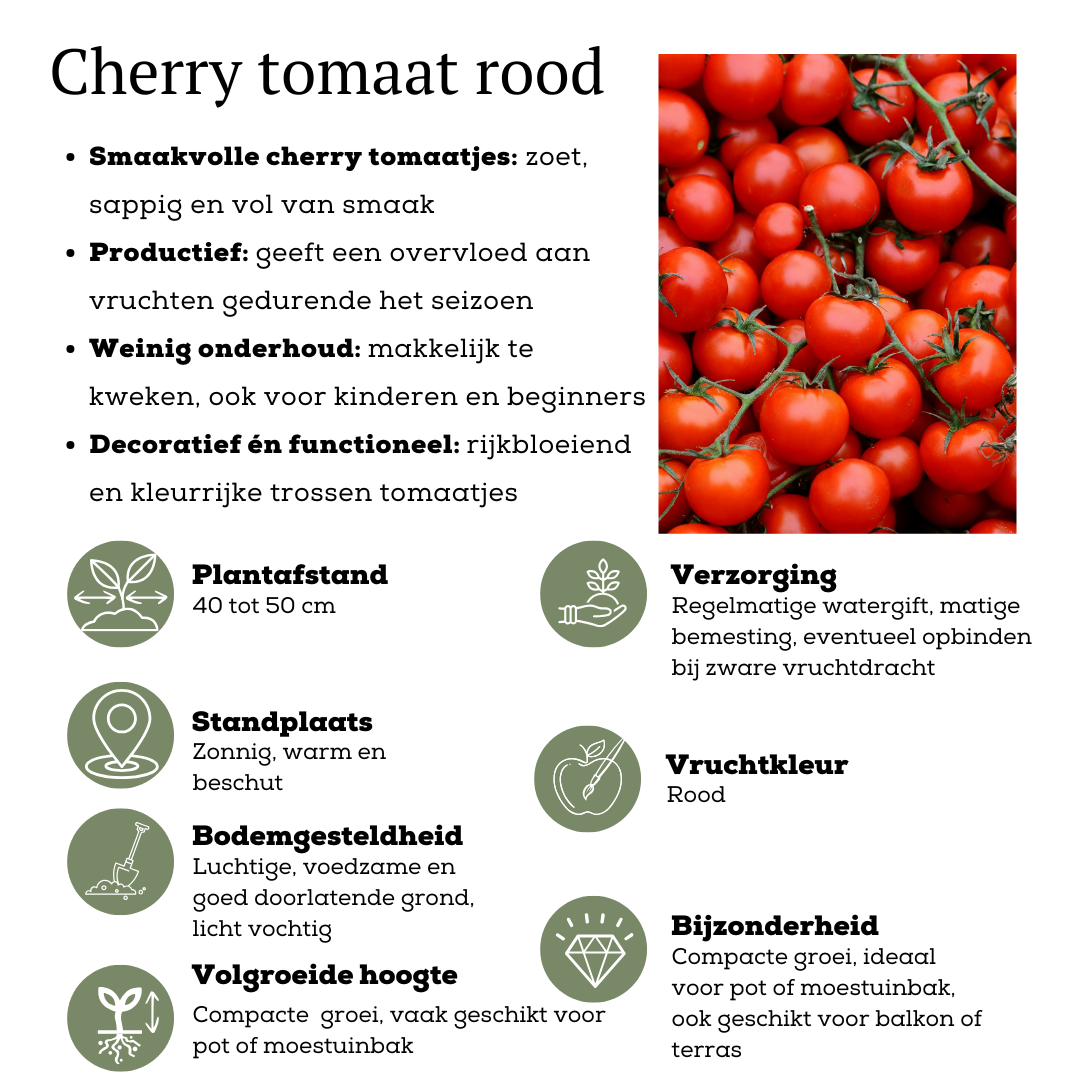 Gemüse pflücken Kirschtomate - Ø 14 cm - ↨ 45 cm