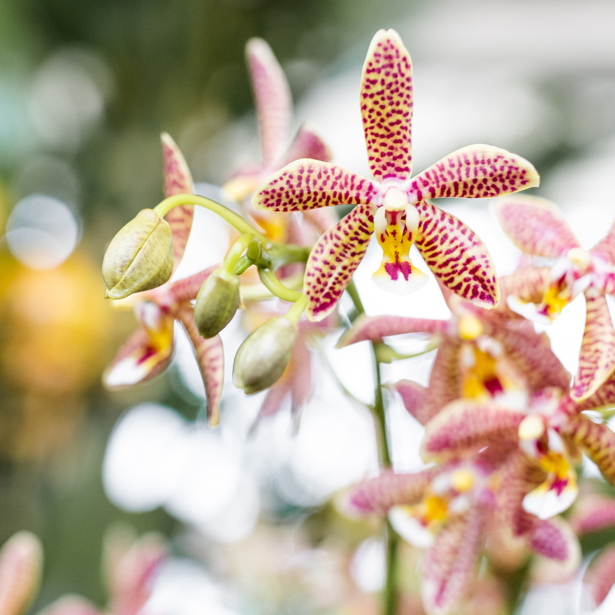 Kolibri Orchids | Orange 'Spider' Orchidee + Mosa Ziertopf Orange - Topfgröße Ø9cm | Blühende Zimmerpflanze - Frisch vom Züchter