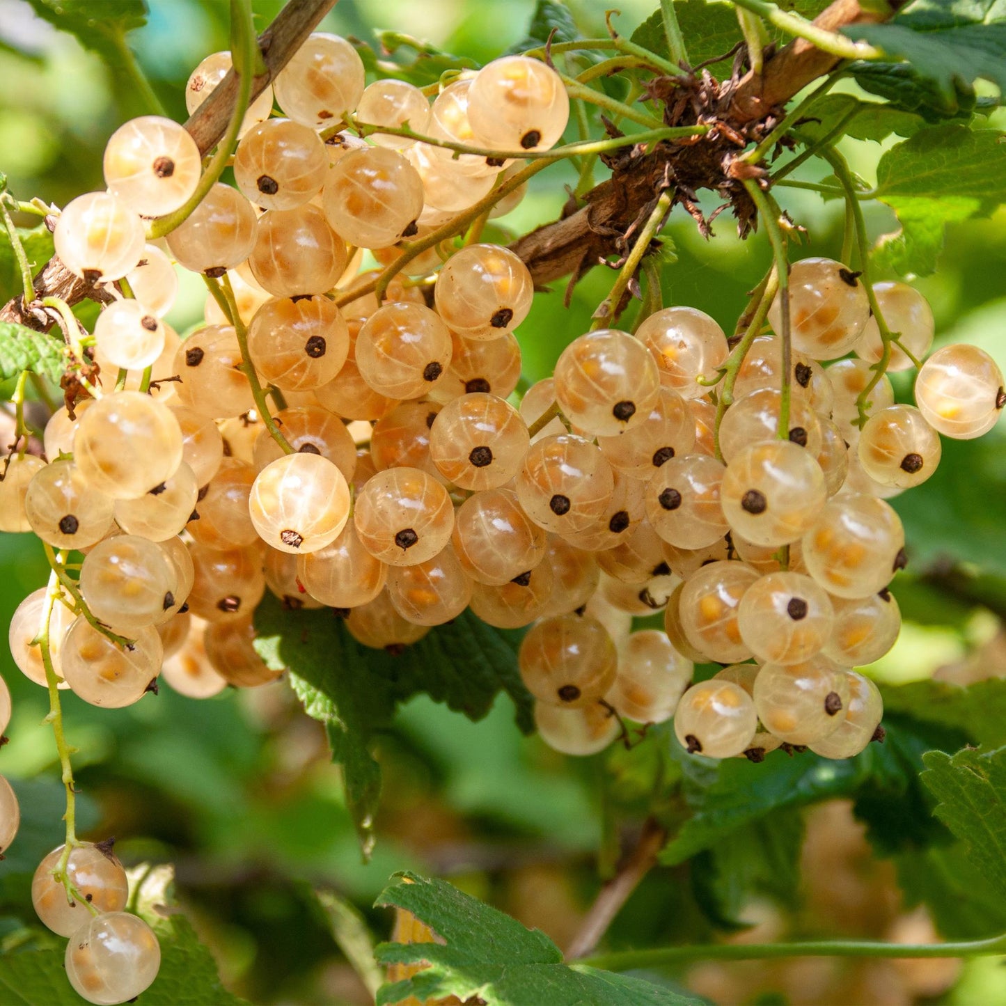 GreenboutiQ - Obstpflanze - Johannisbeere - Ribes rubrum White Pearl - Weiße Beere - 2 Pflanzen - Topf 11cm Höhe 40cm