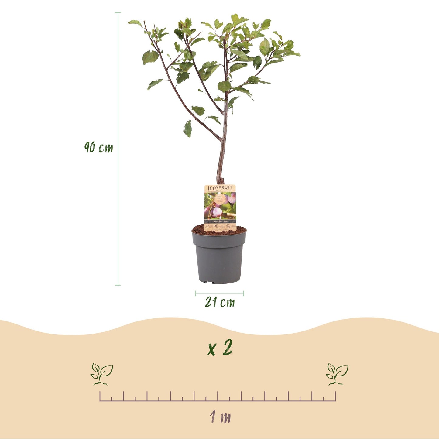GreenboutiQ - Obstpflanze - Pflaumenbaum - Prunus domestica Opal - Gelb Rote Frucht - Topf 21cm Höhe 90cm