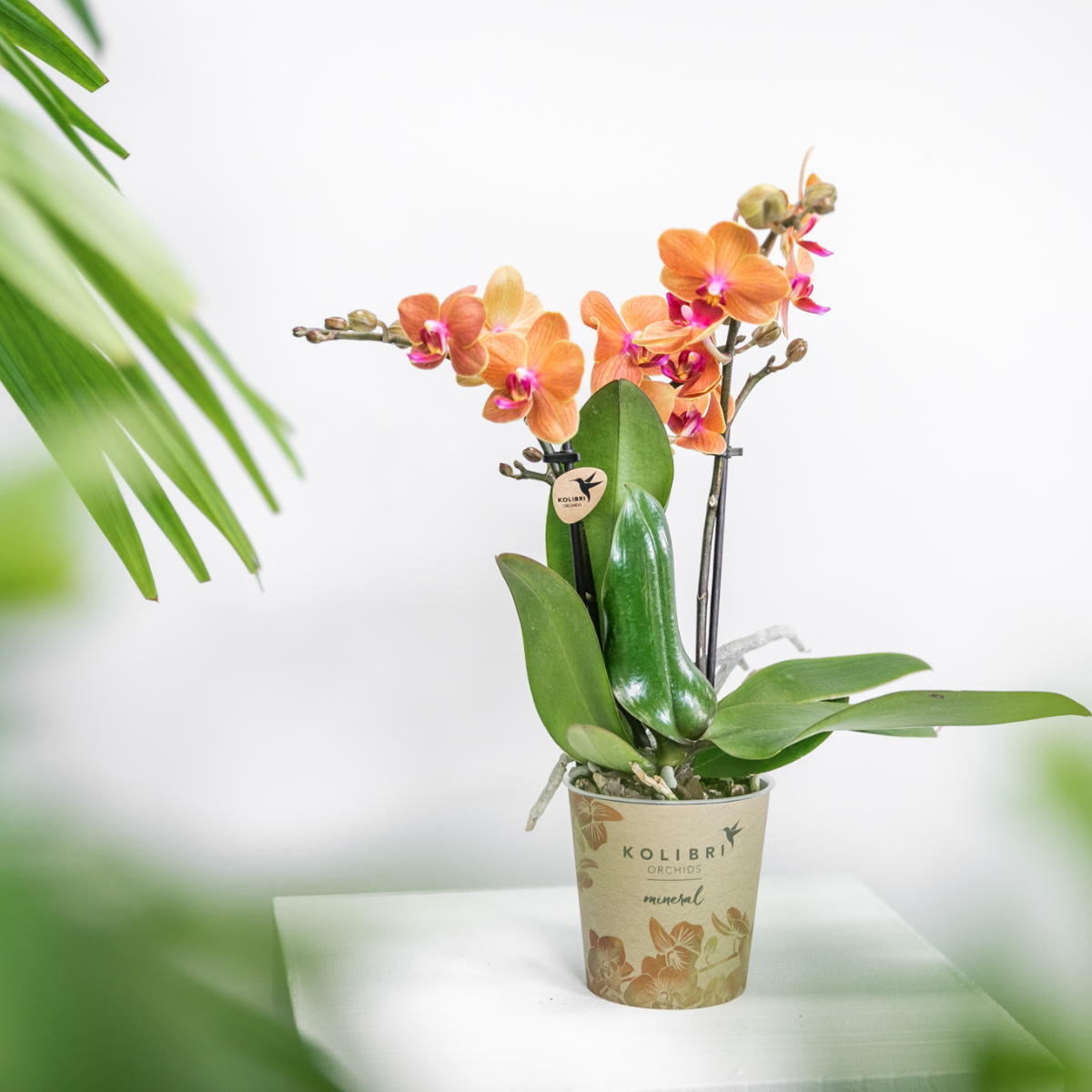 Kolibri Orchids | Orange Phalaenopsis Orchidee - Mineral Bolzano - Topfgröße Ø9cm | blühende Topfpflanze - frisch vom Züchter