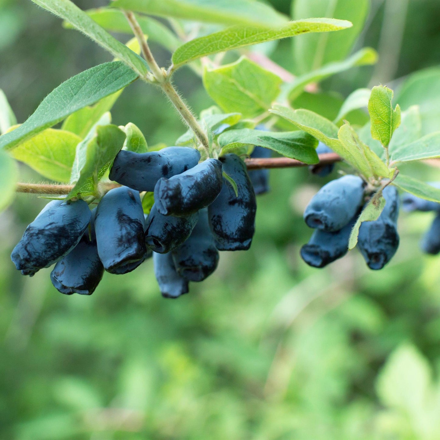 GreenboutiQ - Obstpflanze - Honigbeere - Lonicera caerulea Kamchatika - Blaubeere - 2 Pflanzen - Topf 15cm Höhe 50cm