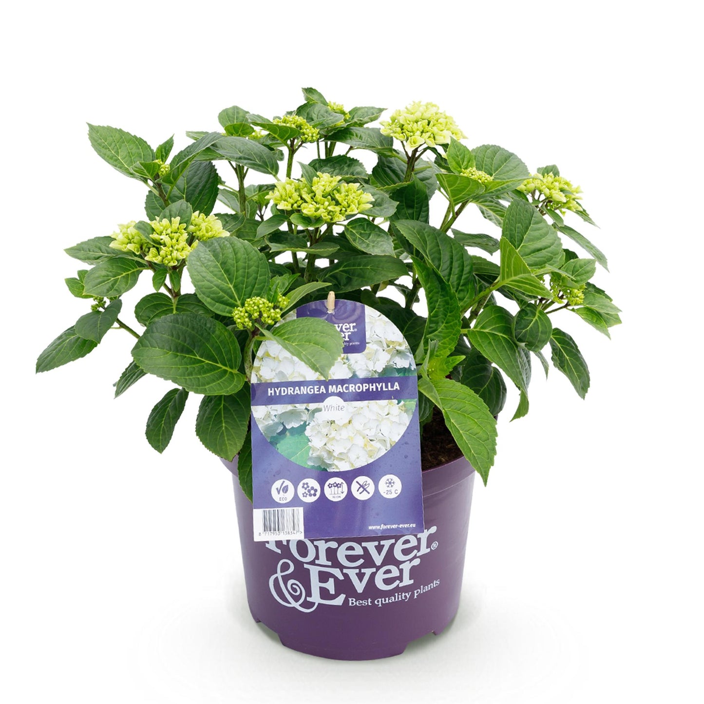 Green boutiQ - Balkonpflanze - Hortensie - Hydrangea Forever & Ever - Weiß - 7-12 Blüten - Topf 23cm Höhe 55cm