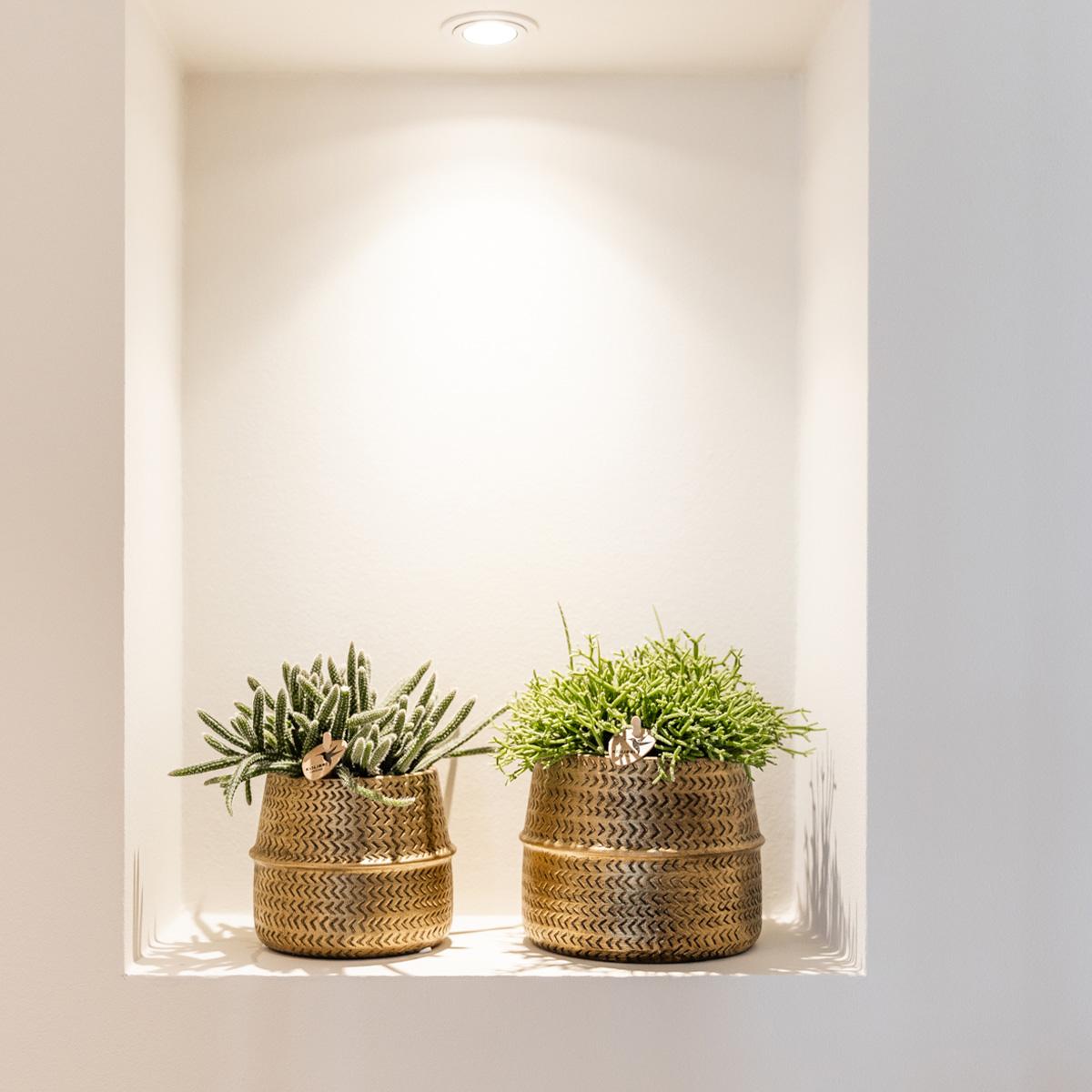 Kolibri Greens | Sukkulenten 2er-Set Pflanzen in dekorativen Töpfen mit goldener Rille - Keramik-Topfgröße Ø9cm