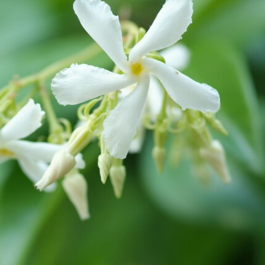 Trachelospermum jasminoides – 6 Jungpflanzen | Pflanzen & Genießen Sie den Duft des Jasmins