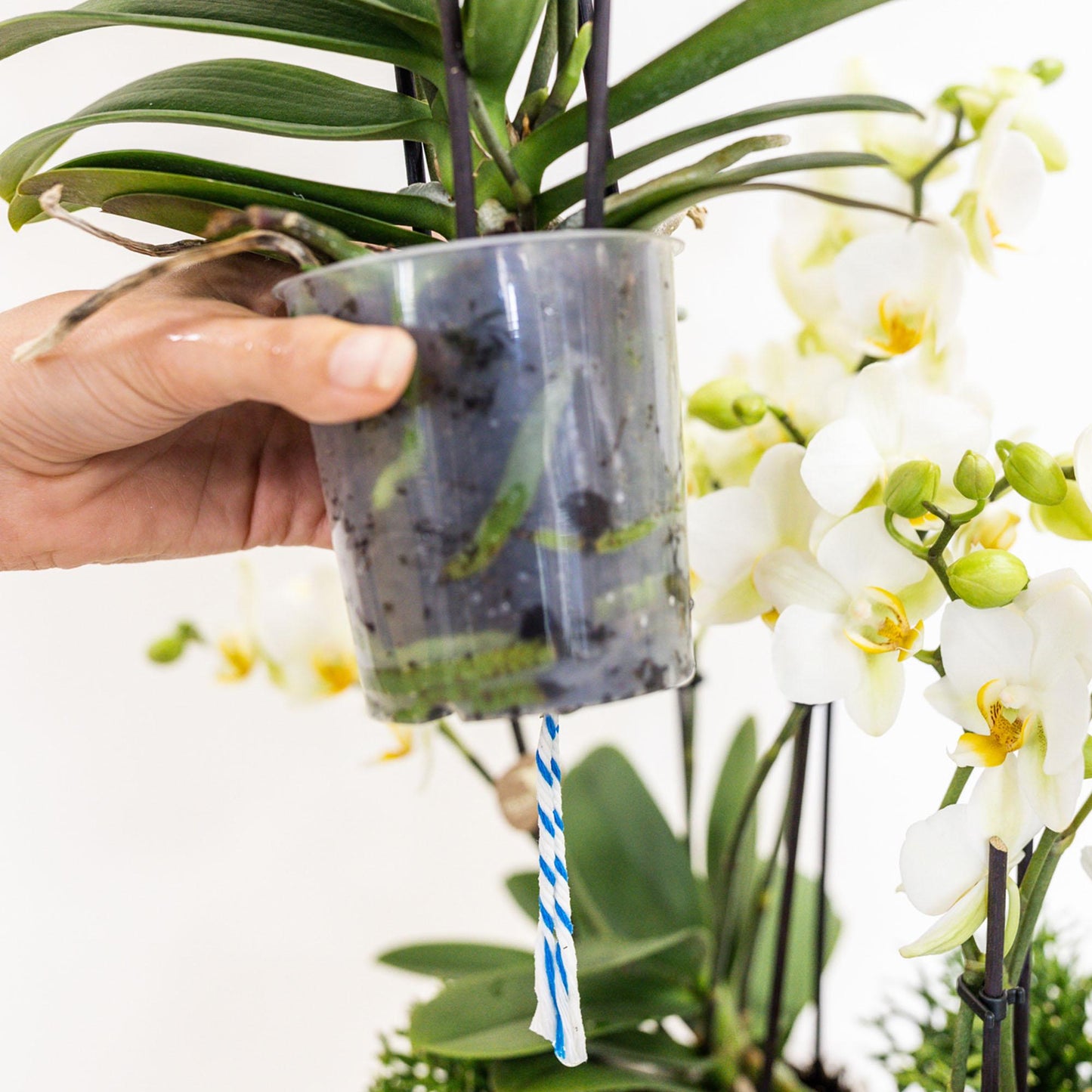 Kolibri Orchids | weißes Pflanzenset im Baumwollkorb inkl. Wassertank | drei weiße Orchideen Lausanne 9cm und drei Grünpflanzen | Dschungelstrauß weiß mit autarkem Wassertank