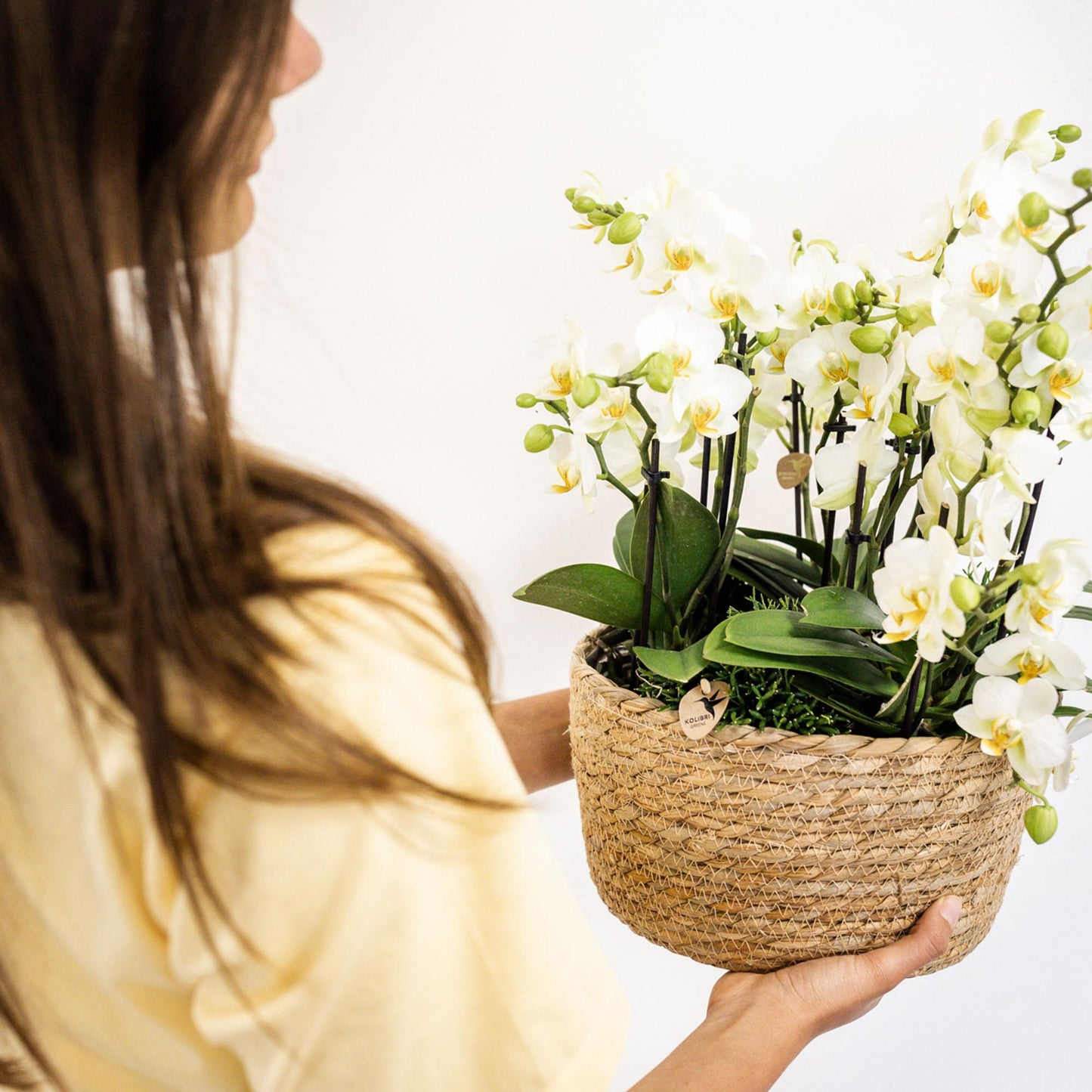 Kolibri Orchids | weißes Pflanzenset im Baumwollkorb inkl. Wassertank | drei weiße Orchideen Lausanne 9cm und drei Grünpflanzen | Dschungelstrauß weiß mit autarkem Wassertank