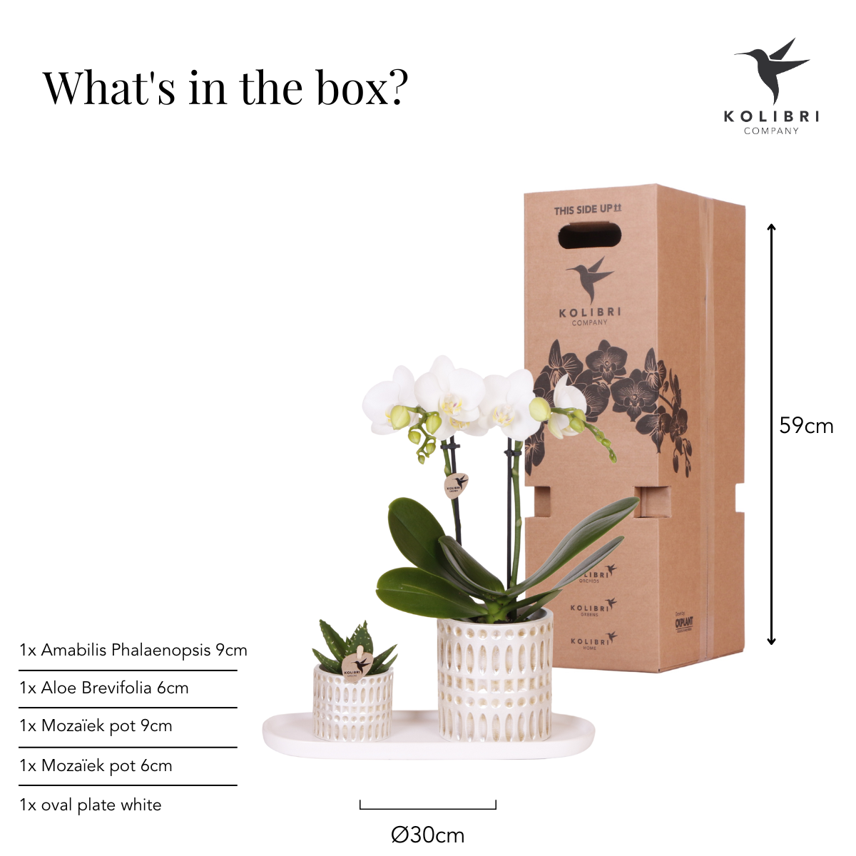 Kolibri Company | Pflanzenset Le Chic Small | Weiße Phalaenopsis Orchidee Amabilis und Sukkulente inkl. Keramiktöpfe auf cremefarbenem organischen Tablett