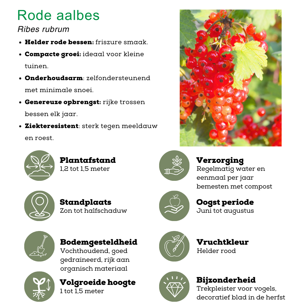 "Fruchtparadis" BIO Obstpflanzen set im mix von 4 verschiedene Sorten