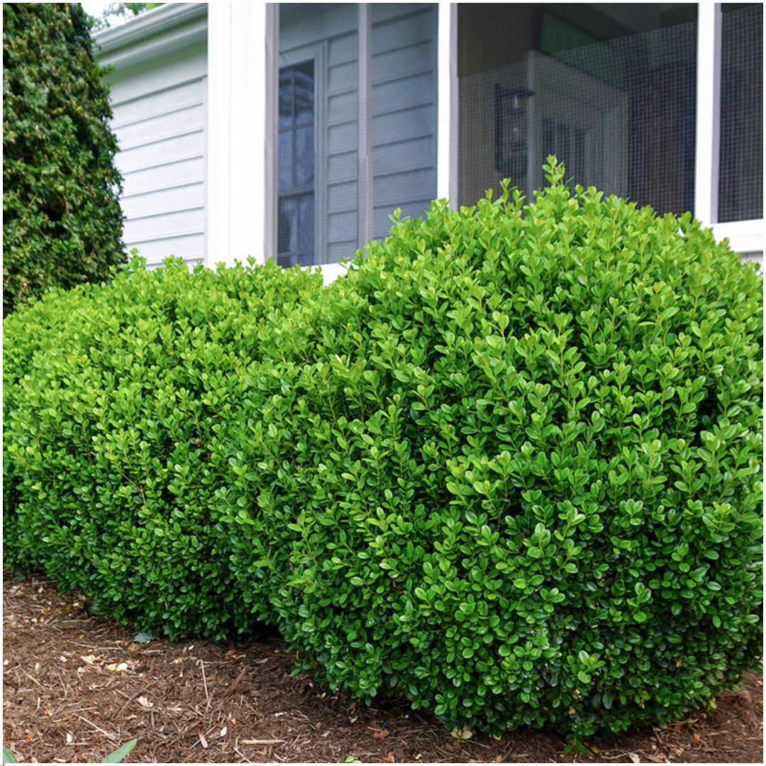 "Buxus NewGen Freedom Pflanzen 6er-Pack – Winterharte Immergrüne Sträucher 6 x Ø7 cm - ↕15 cm | Kompakter Buchsbaum"