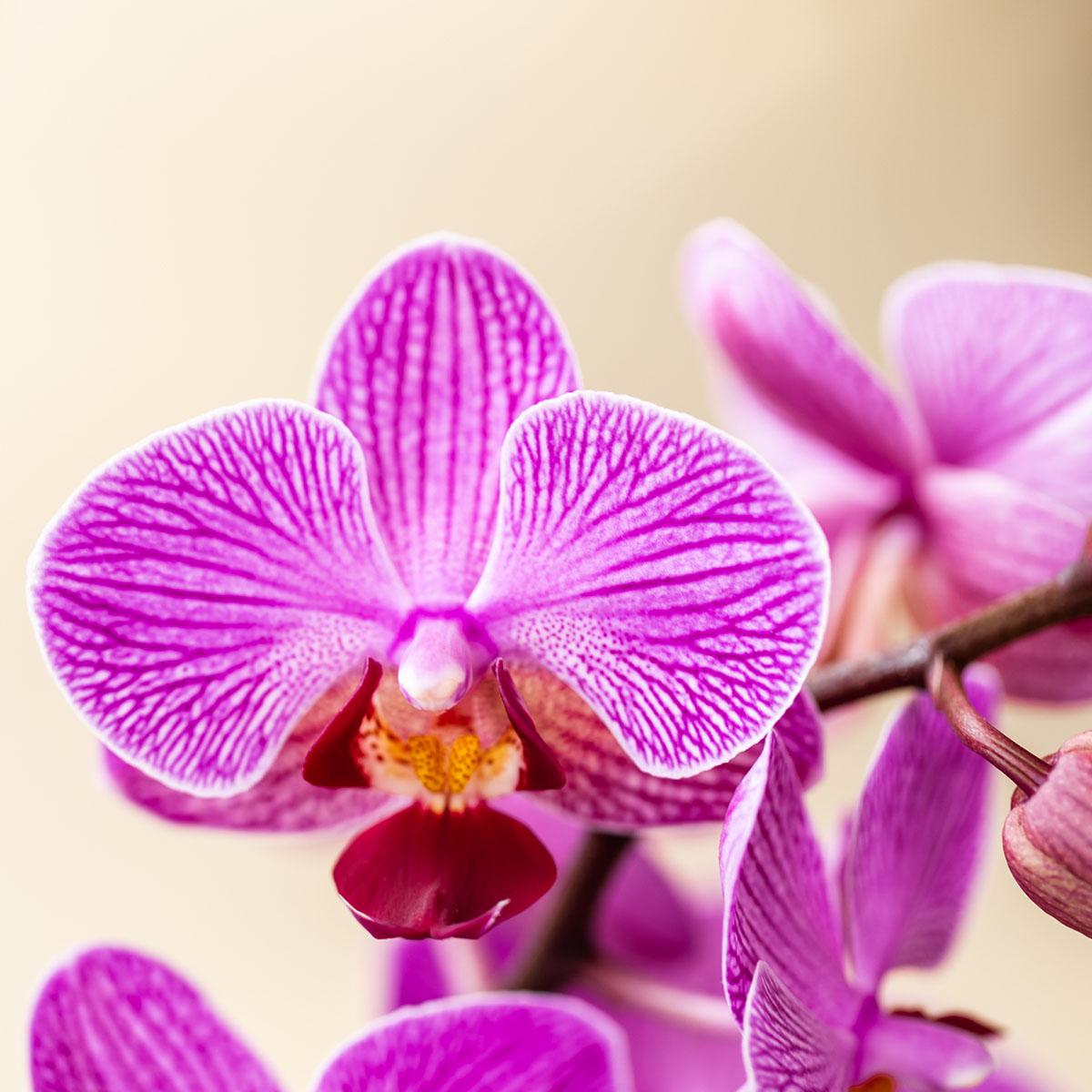 Kolibri Orchids | Lila Orchidee Vienna + Malaga Ziertopf Lila - Topfgröße Ø9cm | Blühende Zimmerpflanze - Frisch vom Züchter