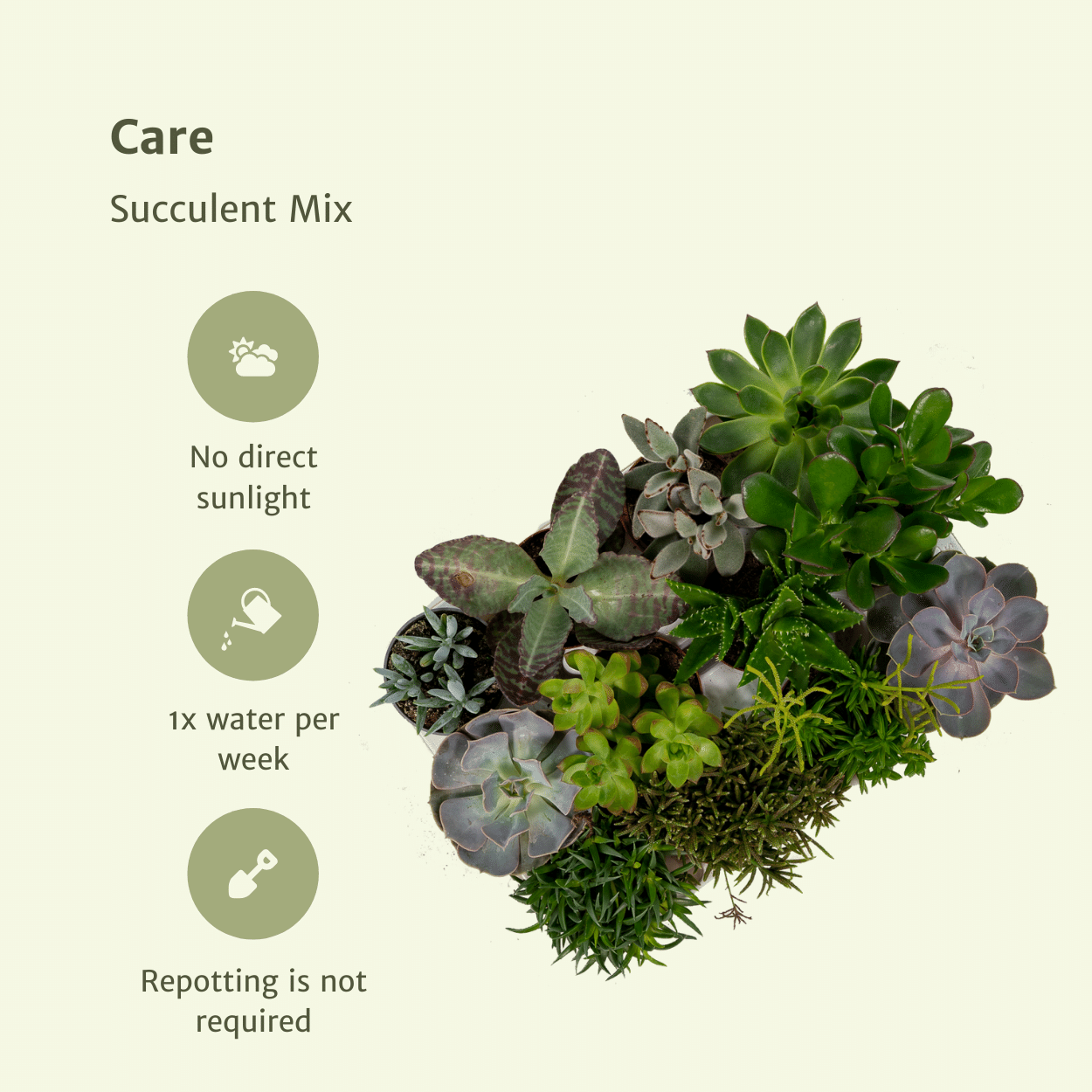 Everspring - Sukkulenten Mix - 18 Stück - 10 cm - Ø8,5