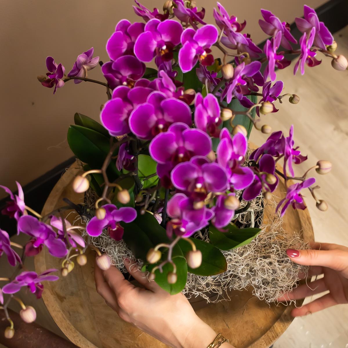 Kolibri Orchids | Lila Phalaenopsis Orchidee - Morelia - Topfgröße Ø9cm | blühende Zimmerpflanze - frisch vom Züchter