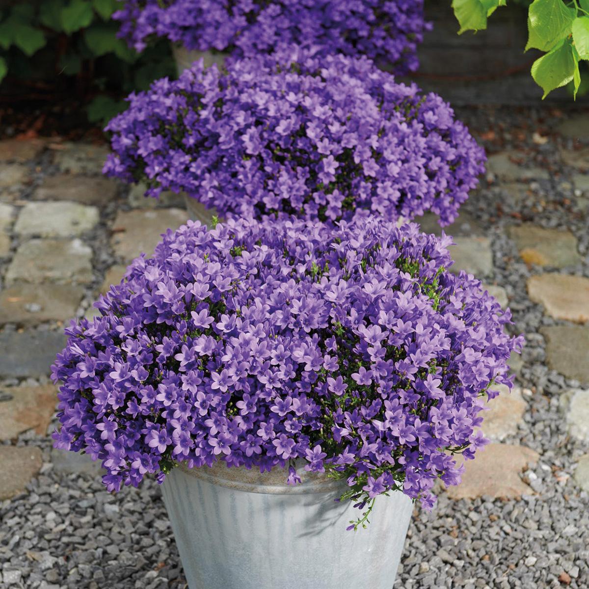 Campanula Addenda - Glockenblume lila Topfgröße 12cm - mehrjährig - winterhart - Purple