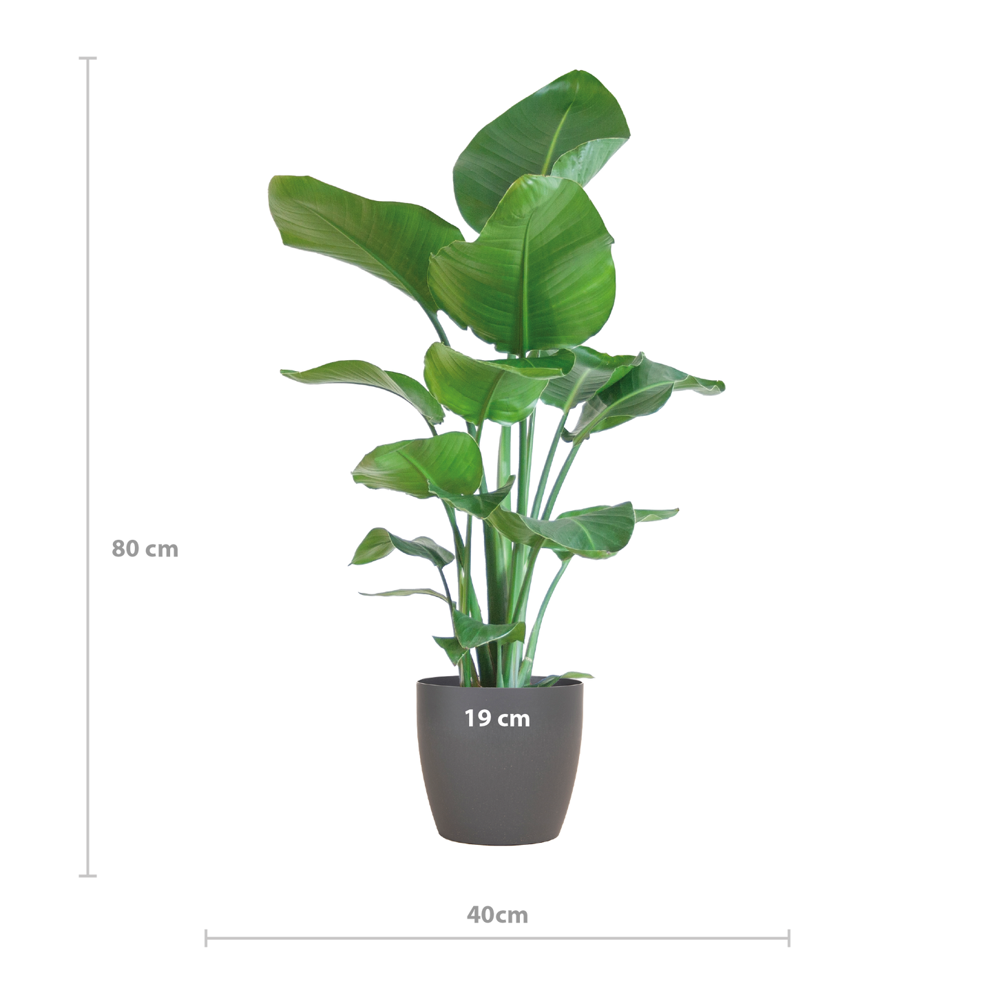 Strelitzia Nicolai mit Viber-Topf Grau – 80 cm – Ø21