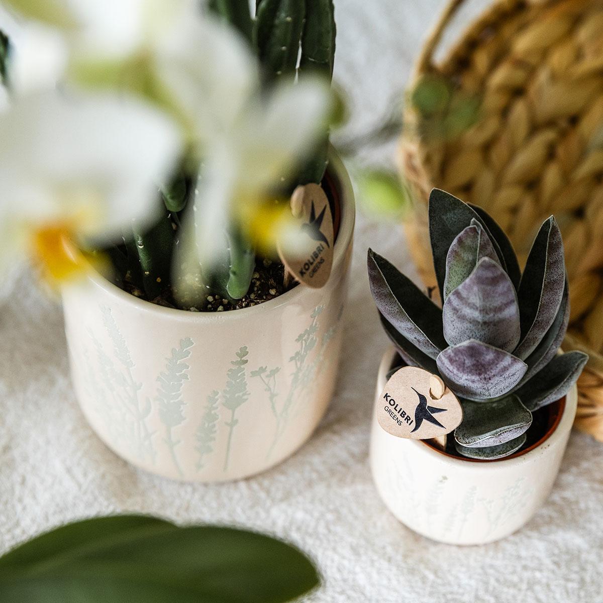 Kolibri Orchids | Ostern Geschenkset Groß | Grüne Pflanzen mit gelber Phalaenopsis-Orchidee in gelben Simplicity-Übertopfen auf einem Bambustablett