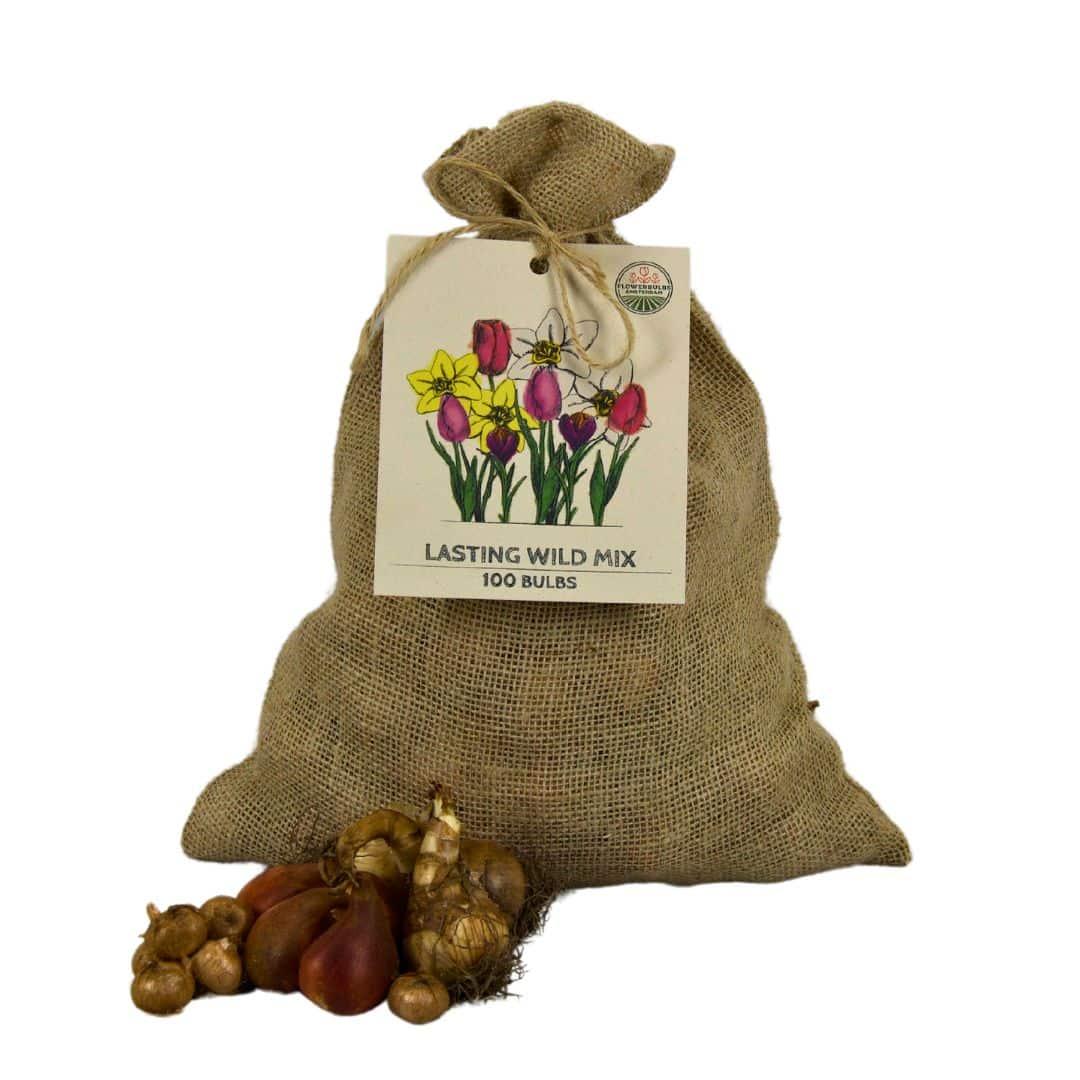 Flowerbulbs Amsterdam - Super Lasting Wild Mix - Nachhaltige Vorteilspackung, 100 Blumenzwiebeln f�r 2,5 m� Blumenpracht