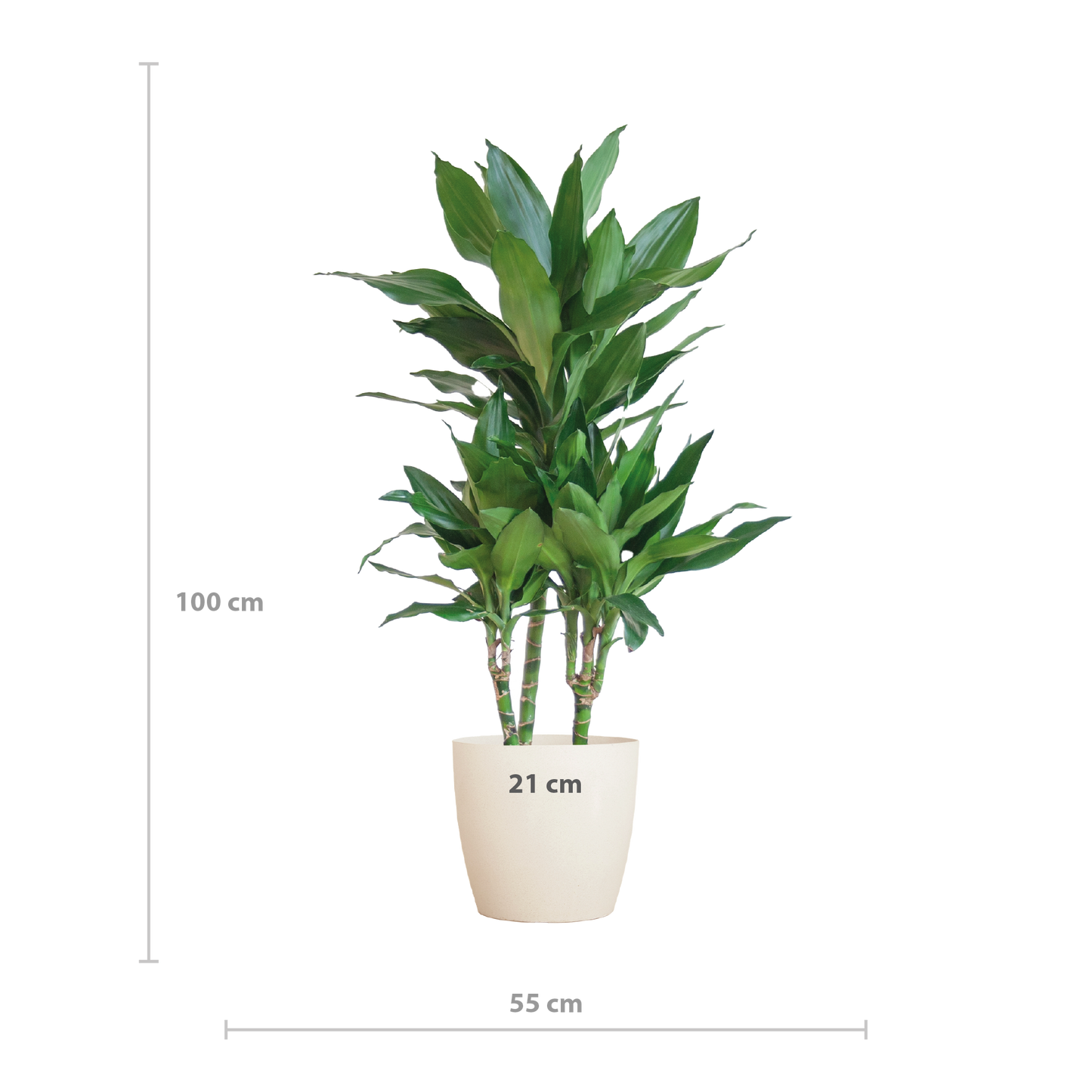 Dracaena Janet Lindt mit Viber Weiß - 95cm - Ø21