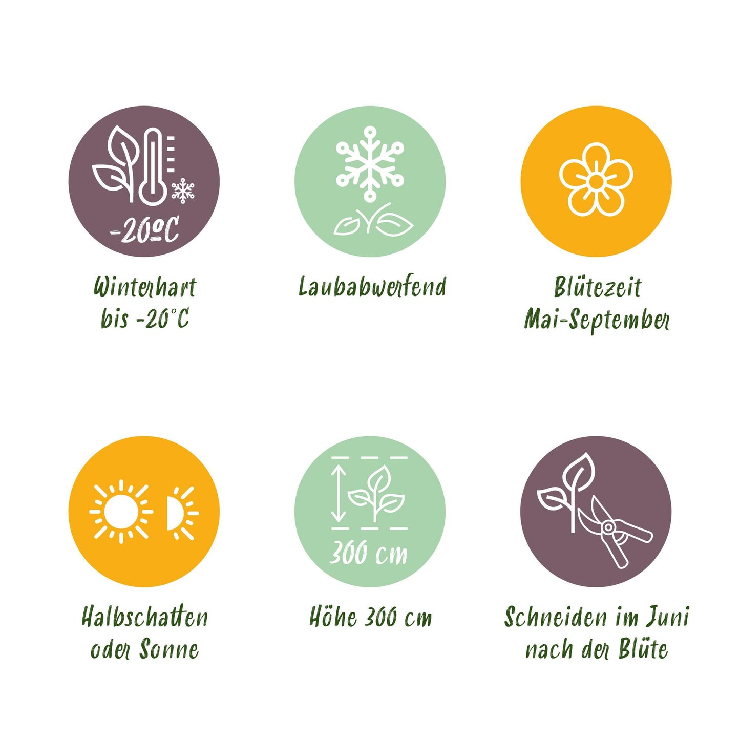 "GreenboutiQ - Kletterpflanze - Clematis Tricolour - Blüte Rosa Weiß Lila - Wenig Pflege - 3 Pflanzen - Topf 11cm Höhe 40cm GreenboutiQ - Kletterpflanze - Clematis Rainbow - Blüte Rosa Weiß Lila Rot - Wenig Pflege - 4 Pflanzen - Topf 11cm Höhe 40cm"