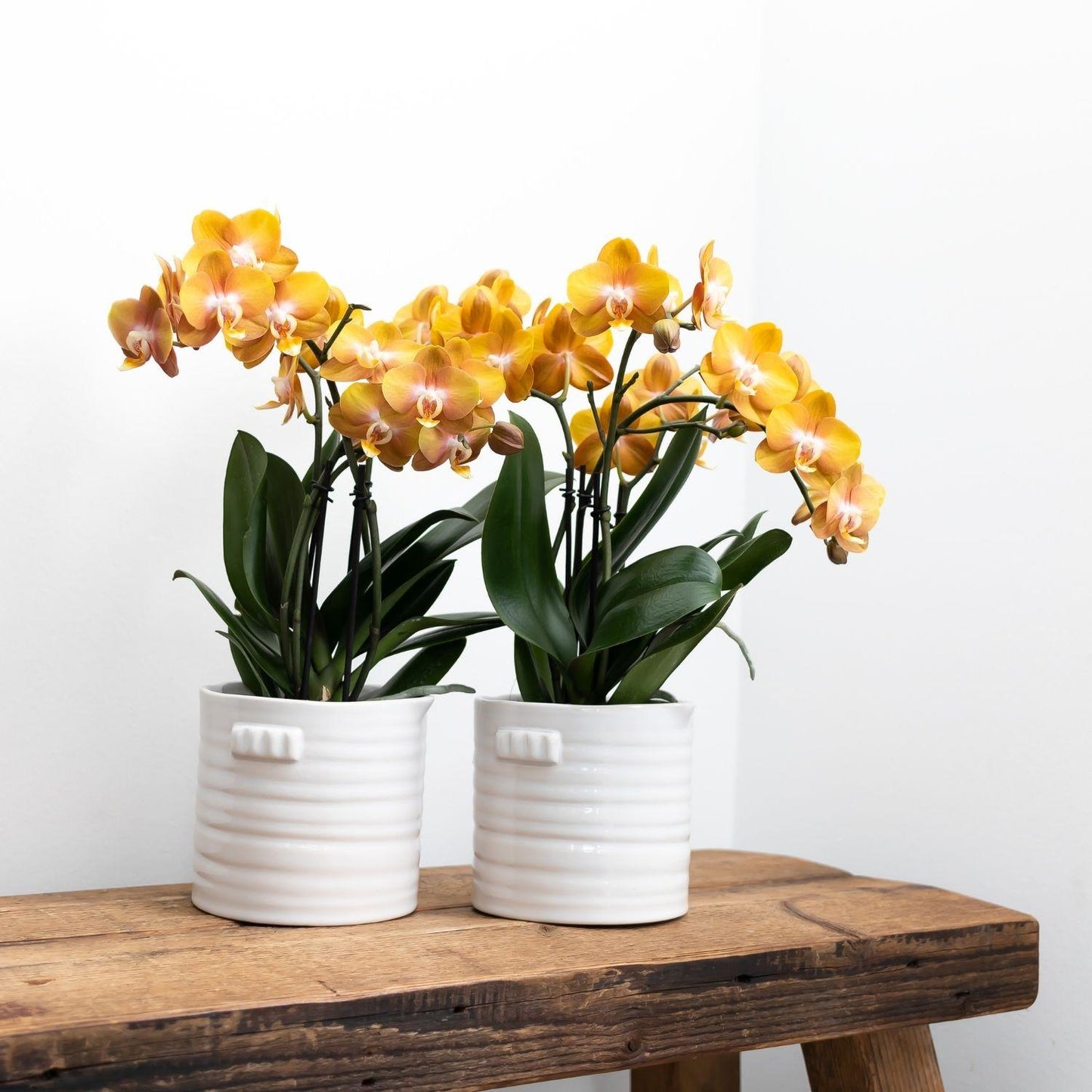Kolibri Orchideen | Orange-goldene Phalaenopsis-Orchidee - Jewel Las Vegas - Topfgröße Ø12cm | blühende Topfpflanze - frisch vom Züchter