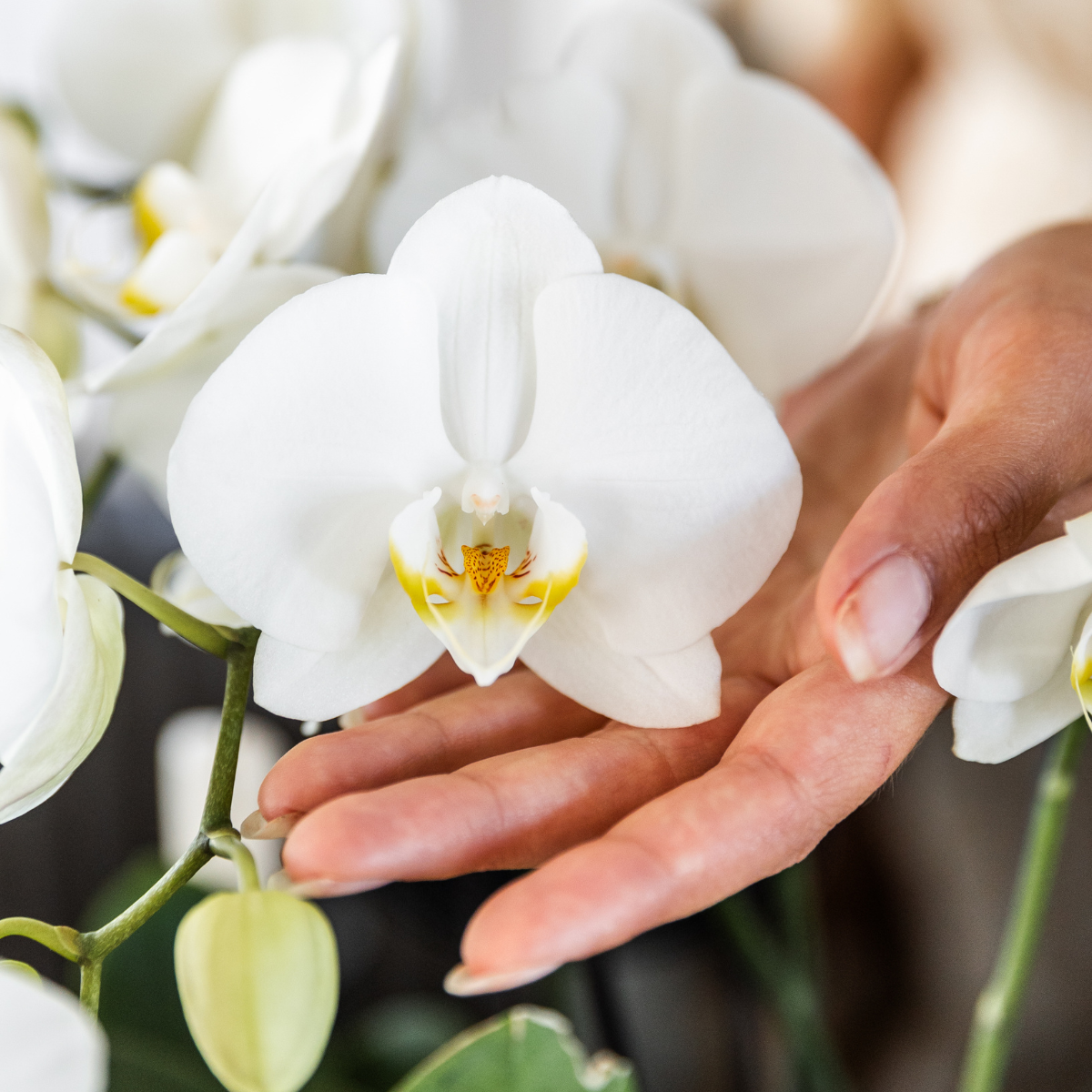 Kolibri Orchids | KOMBI ANGEBOT von 4 weißen Orchideen - Ghent - Topfgröße Ø12cm | blühende Zimmerpflanze - frisch vom Züchter