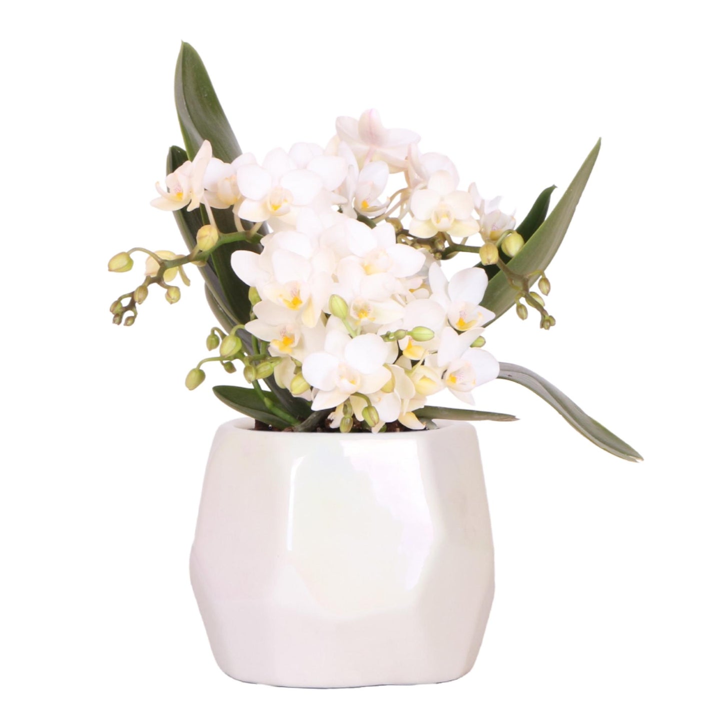 Kolibri Orchids | Weiße Orchidee 'Nazaré' + Pearl Dekotopf Travertine - Topfgröße Ø9cm | Blühende Zimmerpflanze - Frisch vom Züchter