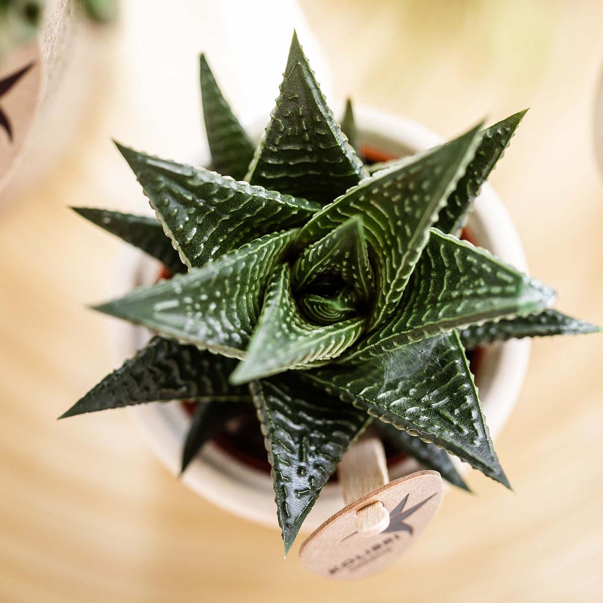 Kolibri Greens | Grünpflanze - Sukkulente Haworthia Royal Highness - Topfgröße Ø6cm - grüne Zimmerpflanze - frisch aus der Gärtnerei