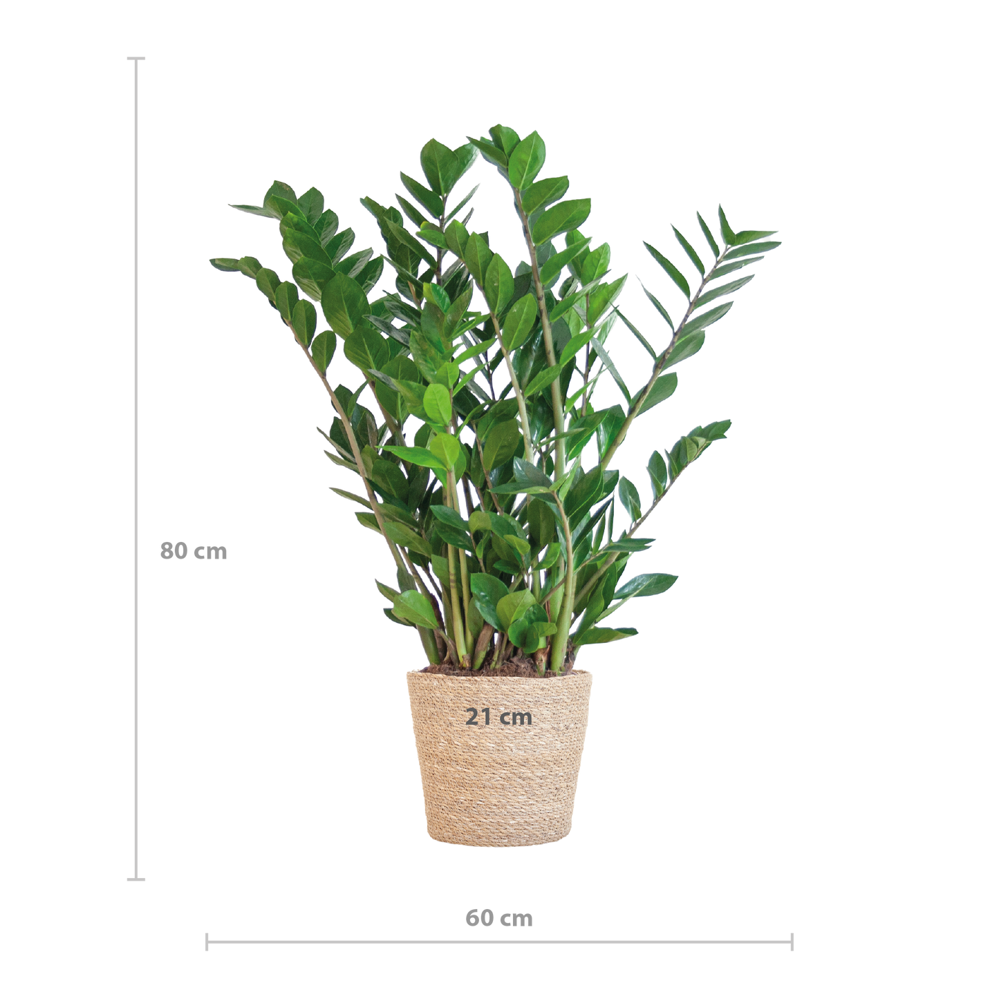 Zamioculcas Zamiifolia mit Sofia-Korb natur - 80cm - Ø21