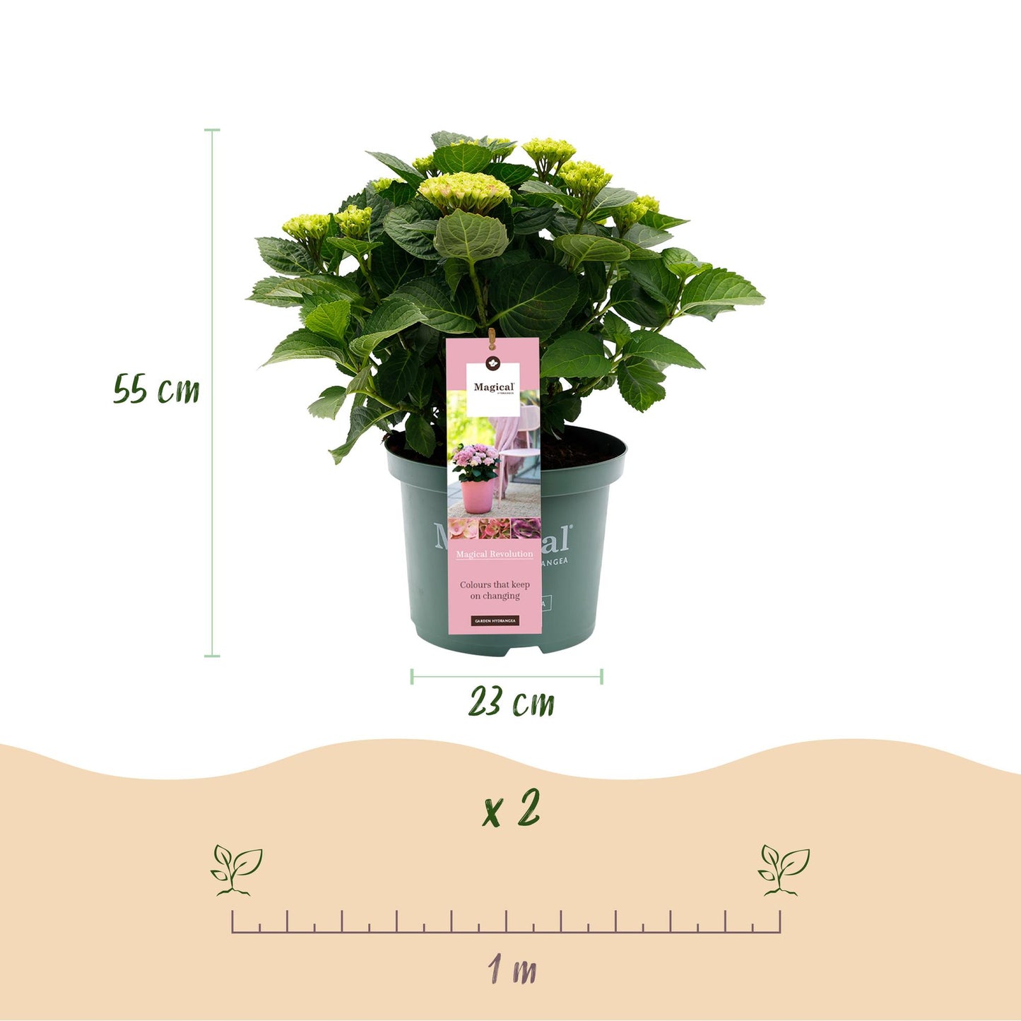 Green boutiQ - Balkonpflanze - Hortensie - Hydrangea Magical Revolution Pink - Pink - 6-10 Blumen - Topf 23cm Höhe 55cm