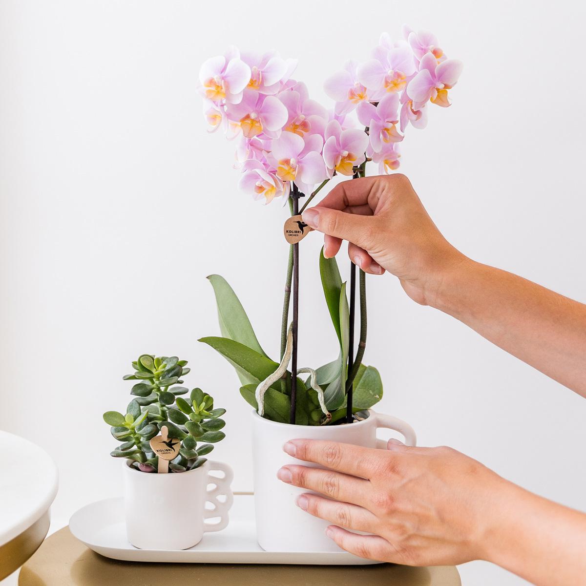 Kolibri Orchids - Überraschungsbox einfarbig - Pflanzen Vorteilsbox - Überraschungsbox mit 4 verschiedenen Orchideen - frisch vom Züchter