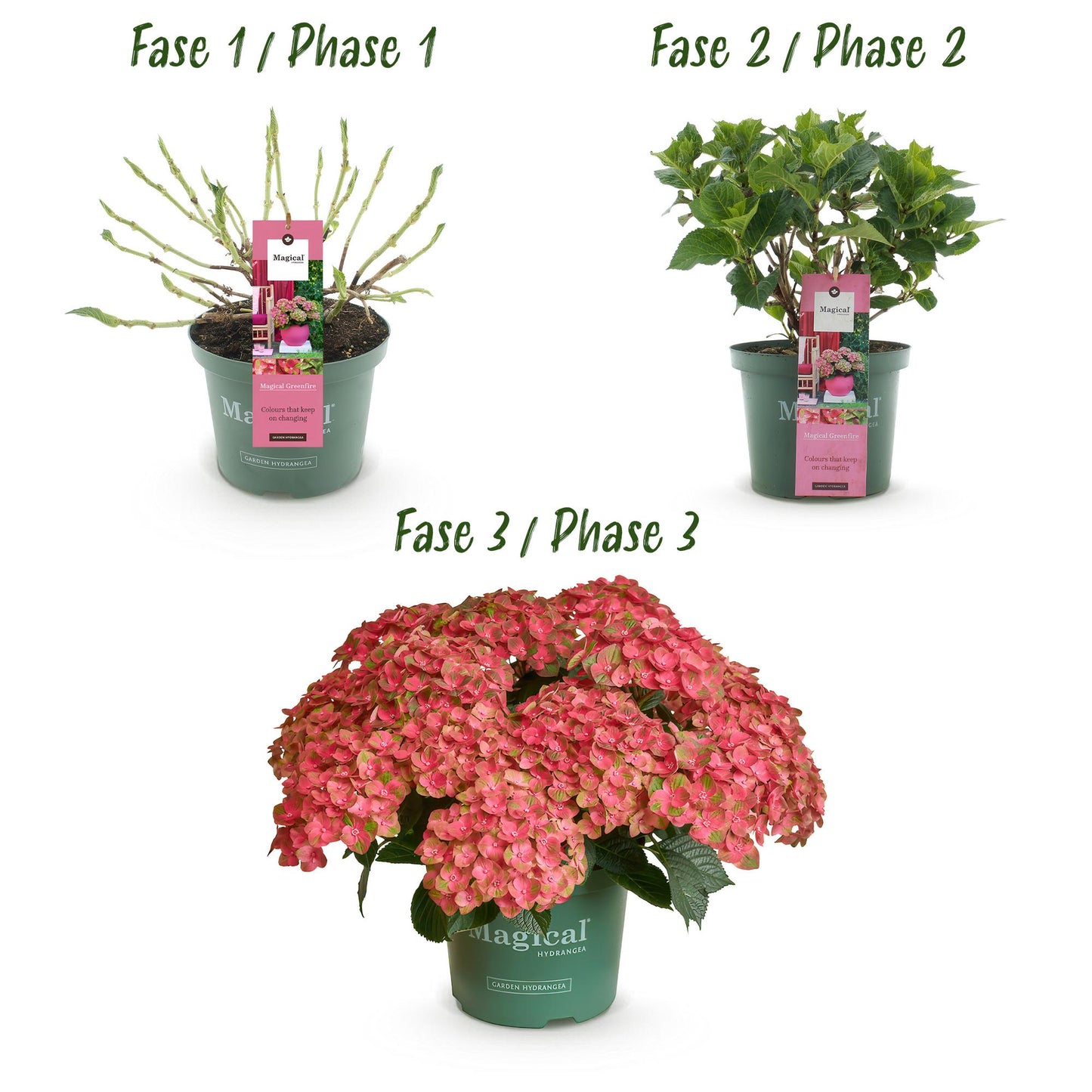 Green boutiQ - Balkonpflanze - Hortensie - Hydrangea Magical Green Fire - Rosa Grün - 6-10 Blüten - 2 Pflanzen - Topf 23cm Höhe 55cm