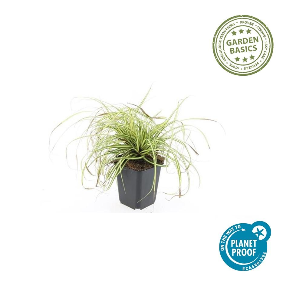 12x Carex oshim. 'Evergold' - ↕10-25cm - Ø9cm