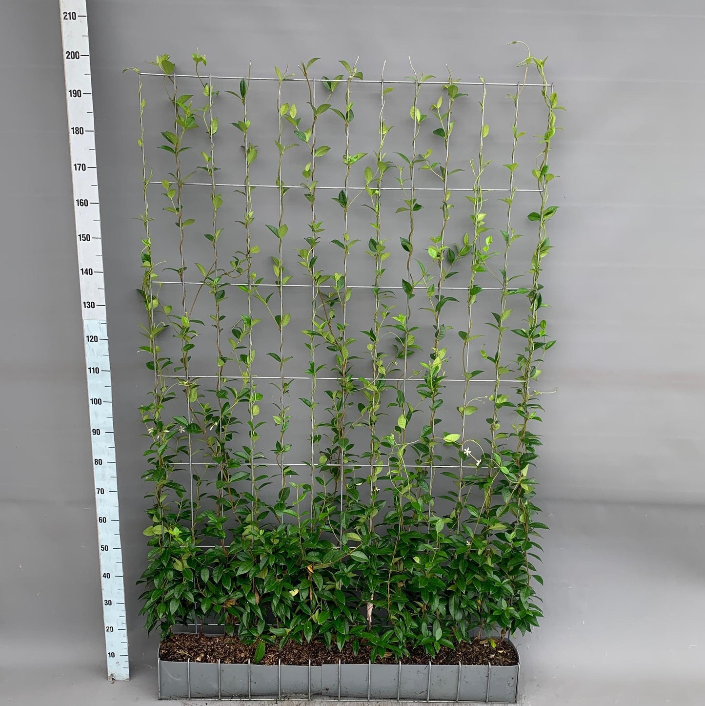 Trachelospermum - Sternjasmin - Fertighecke - 120 x 180 cm