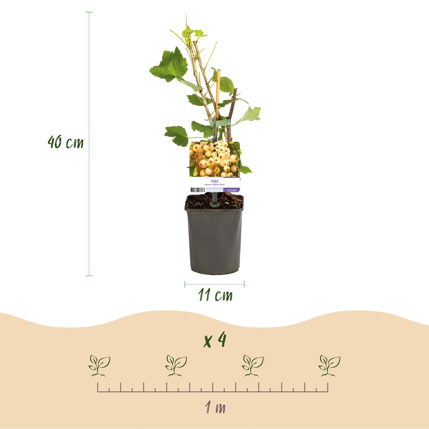 GreenboutiQ - Obstpflanze - Johannisbeere - Ribes rubrum White Pearl - Weiße Beere - 2 Pflanzen - Topf 11cm Höhe 40cm