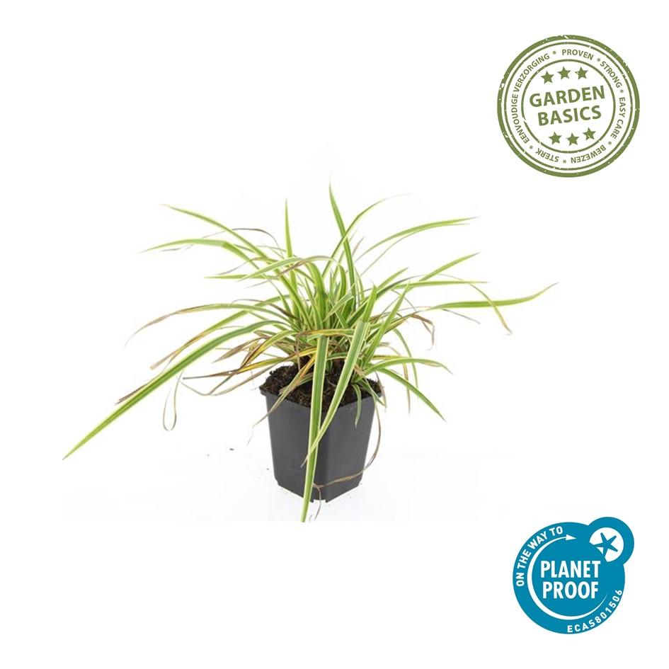 20x Carex morrowii 'Aureovariegata' - ↕10-25cm - Ø9cm
