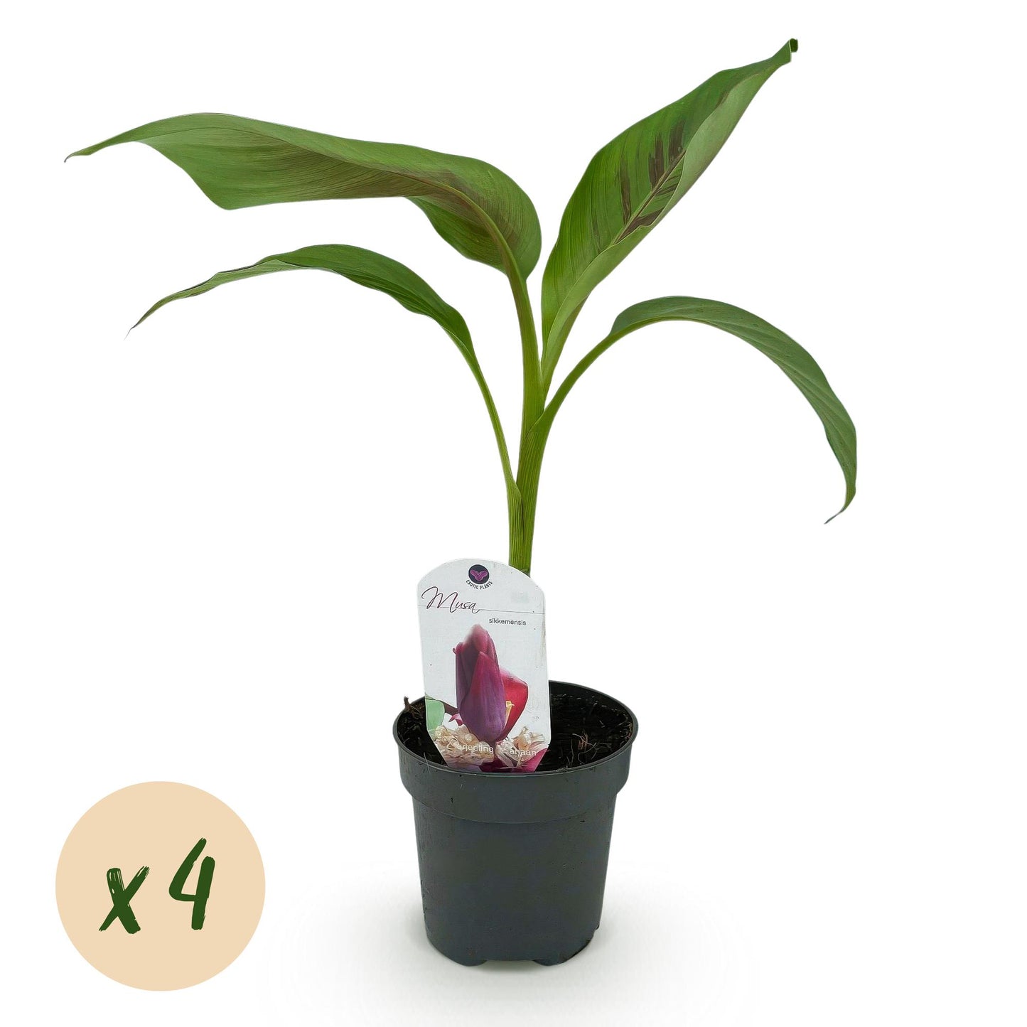 GreenboutiQ - Obstpflanze - Bananenpflanze - Musa sikkemensis Red Tiger - Winterhart - 4 Pflanzen - Topf 12cm Höhe 30cm