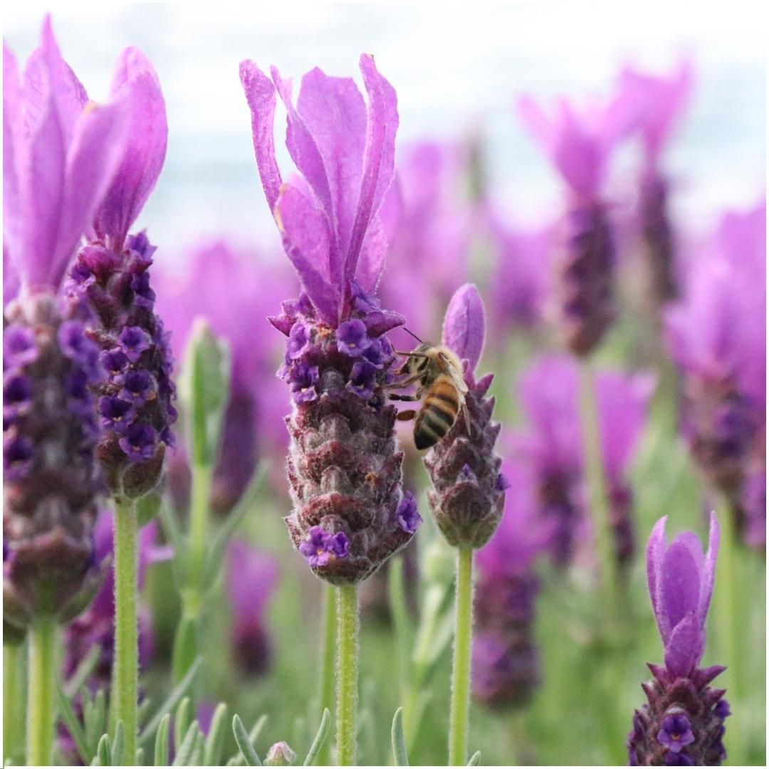 Plants by Frank - Lavandula stoechas Anouk® im Dekotopf 'Lavenderprint' - 13 cm Topf - 3er-Set Französischer Lavendel im Dekotopf