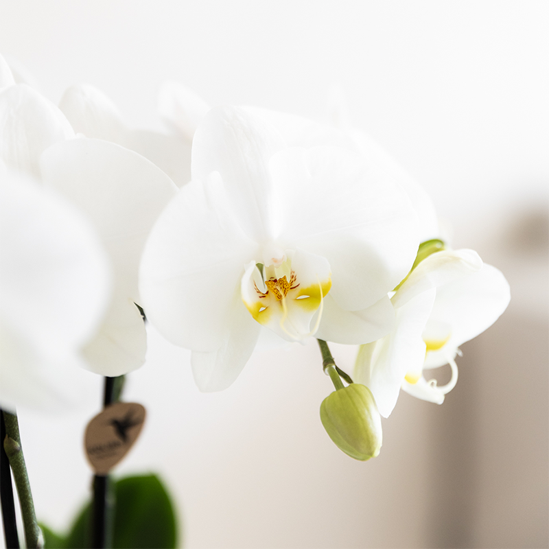 Kolibri Company | Pflanzenset Weiße Phalaenopsis-Orchidee Amabilis und Sukkulenten inkl. dekorative Malaga-Keramiktöpfe
