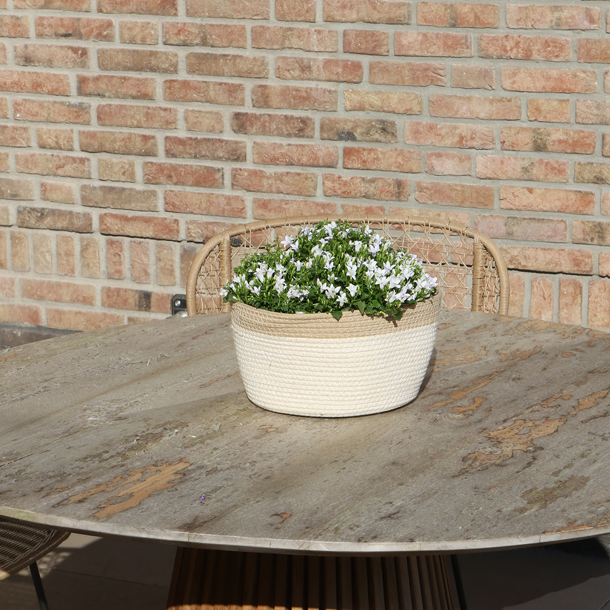 Campanula Addenda Ambella weiß - Baumwollschale mit Campanula mit Bewässerungssystem - 3 Stück - Glockenblume weiß - Topfgröße 12cm - indoor & outdoor