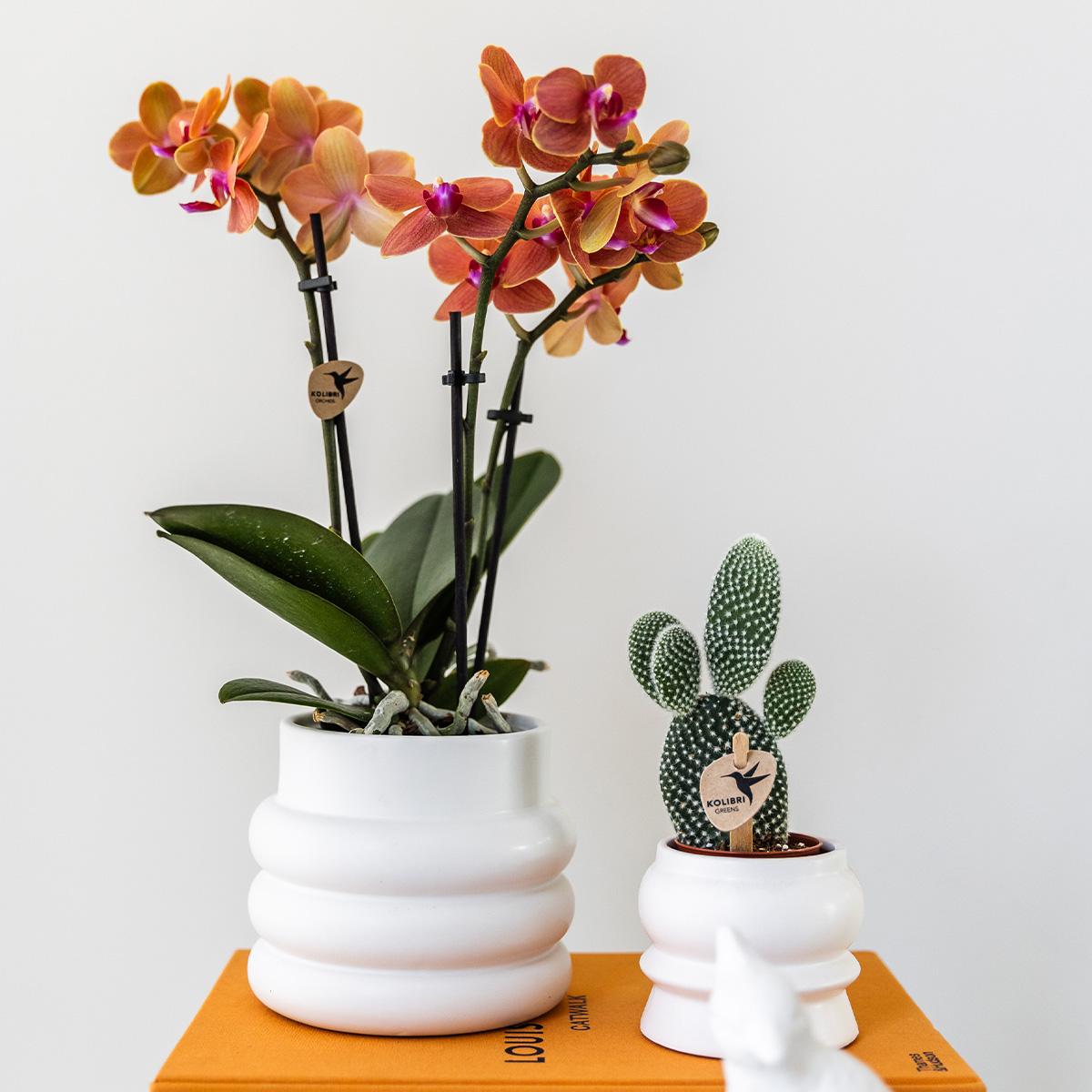 Kolibri Orchids | Orange Phalaenopsis Orchidee - Mineral Bolzano + Bubble Topf weiß - Topfgröße Ø9cm | blühende Zimmerpflanze - frisch vom Züchter